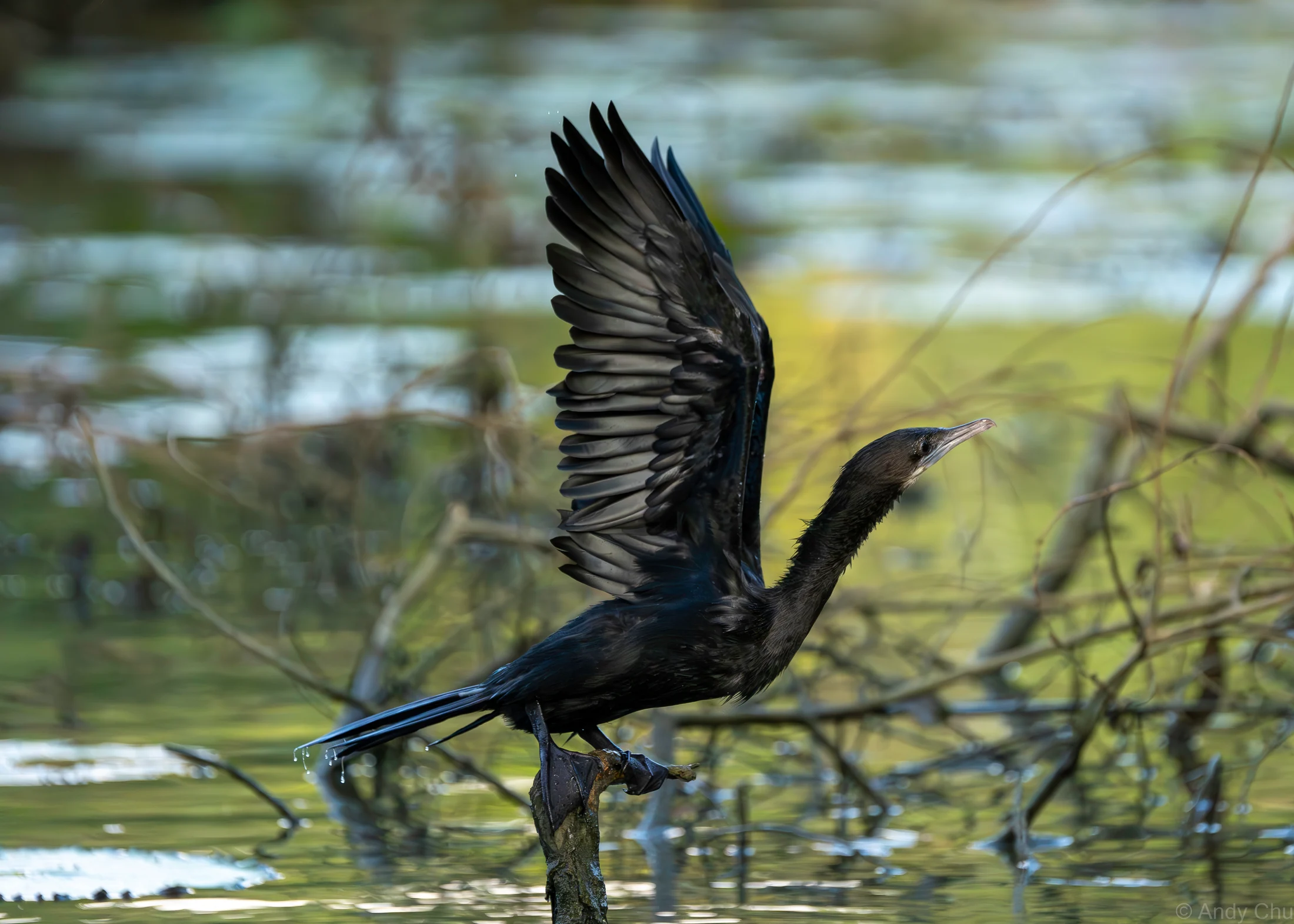 Dark cormorant balancing on a branch with wings raised above water