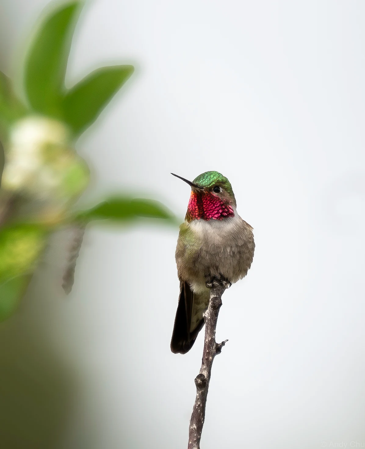 Hummingbird with an iridescent red throat perched on a slender twig