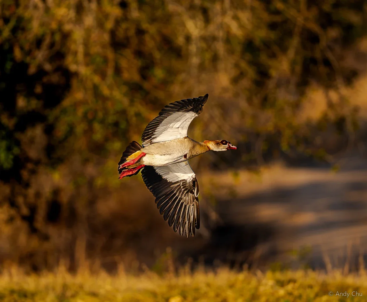 Bird flying across a softly blurred golden landscape