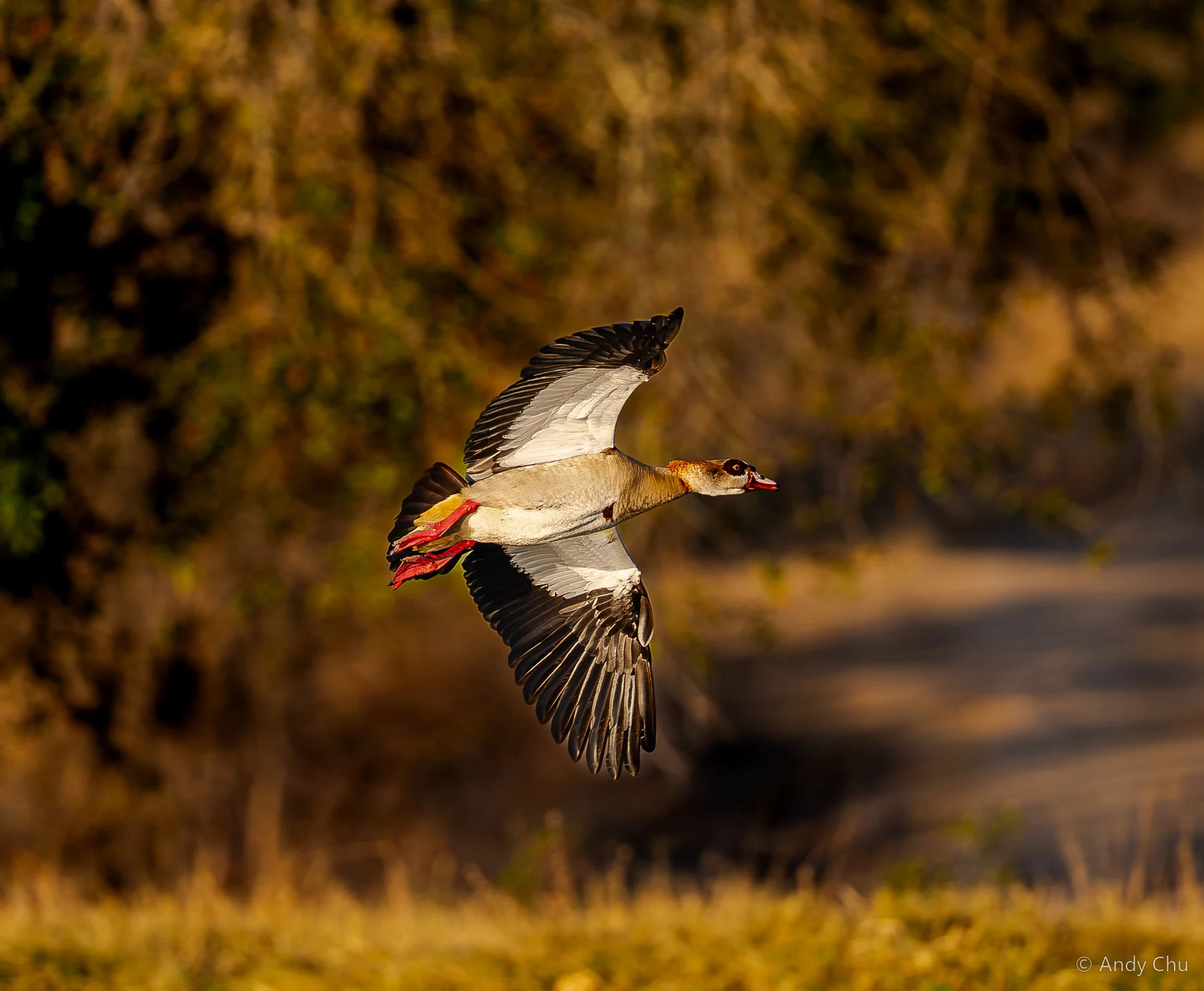 Bird flying across a softly blurred golden landscape
