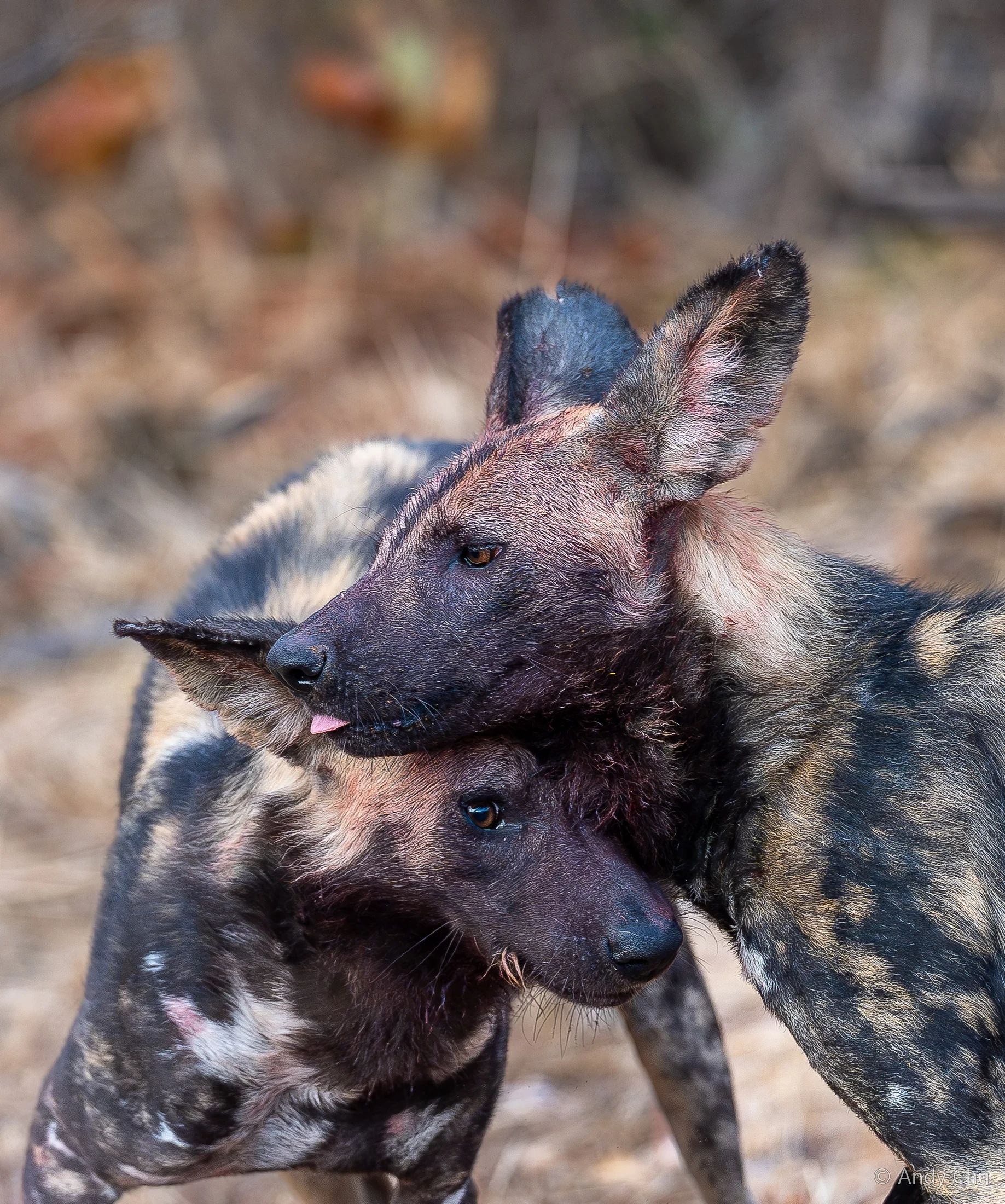 Two African wild dogs nuzzling each other