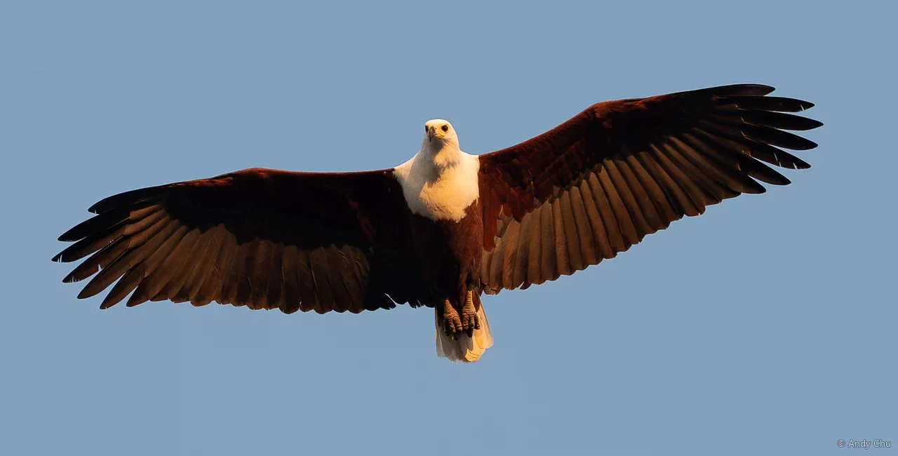 African fish eagle flying toward the camera with wings spread