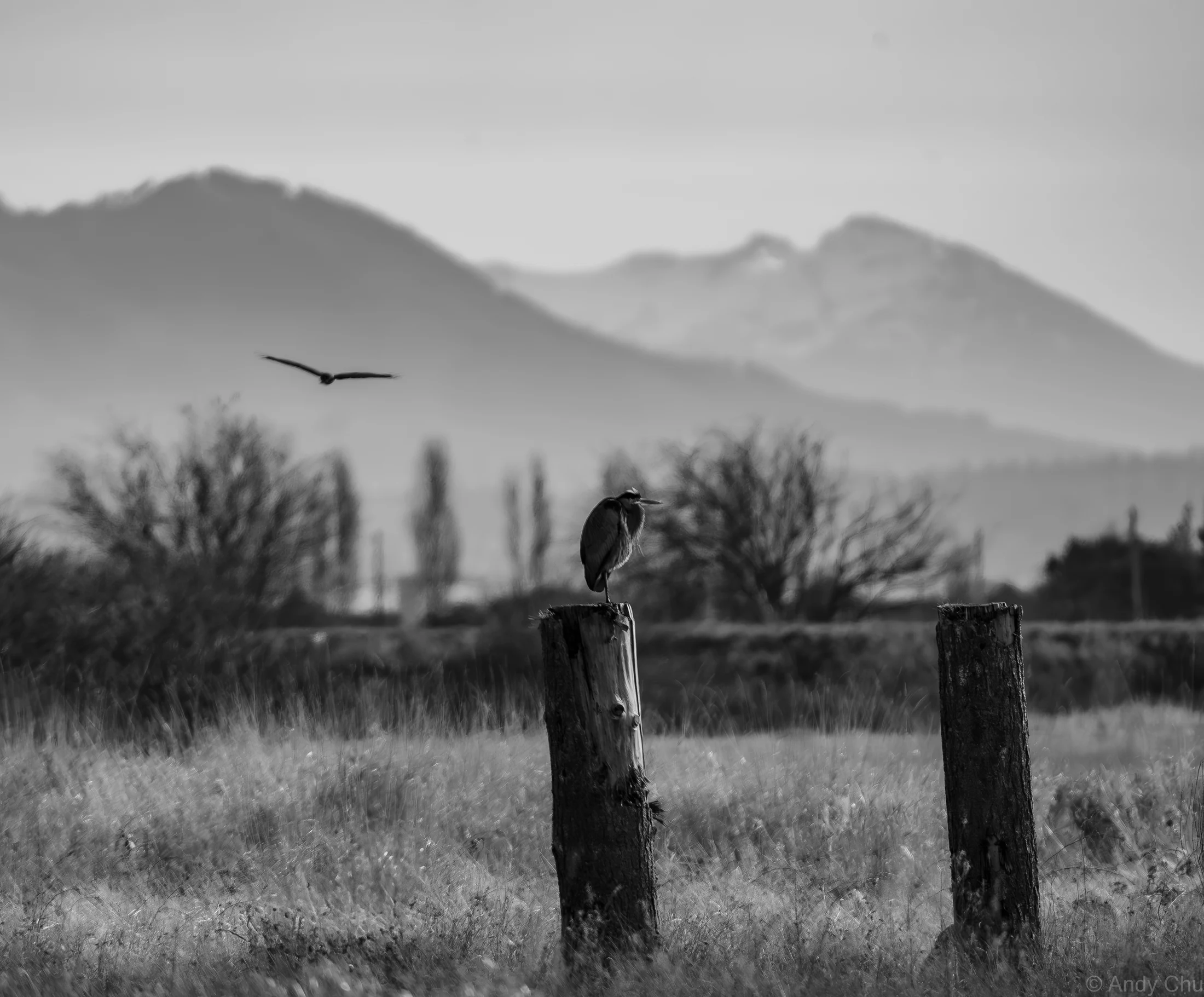 Black-and-white scene of a heron perched on a weathered post, with another bird flying before distant mountains