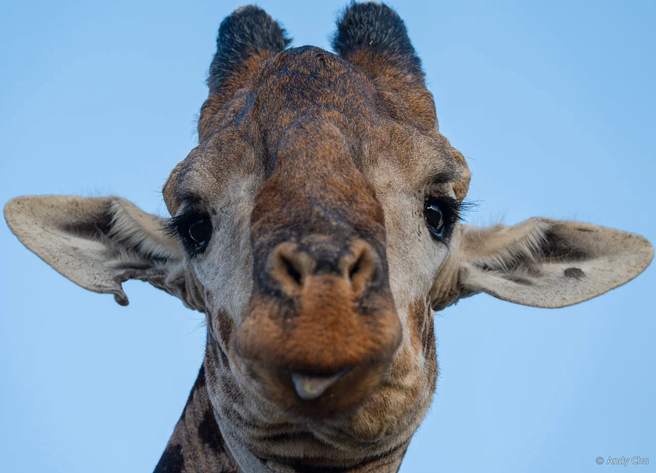 Close view of a giraffe against blue sky