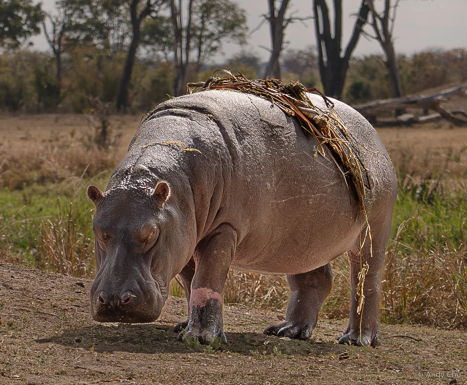 Hippopotamus walking on land with vegetation on its back