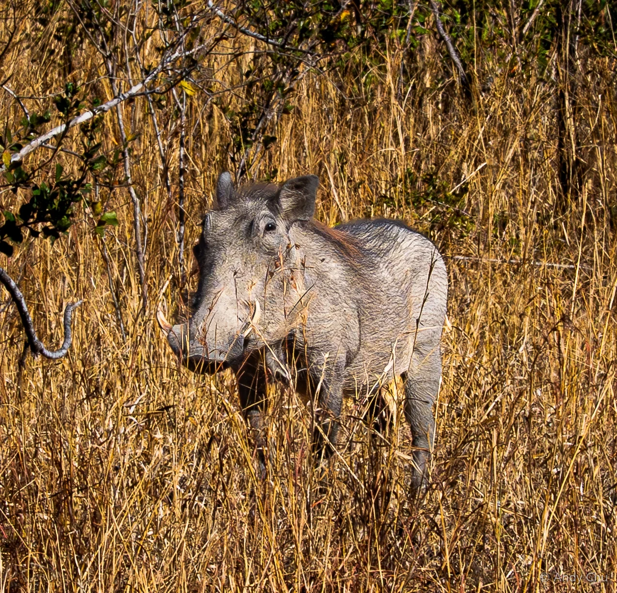 Warthog partly hidden in tall golden grass