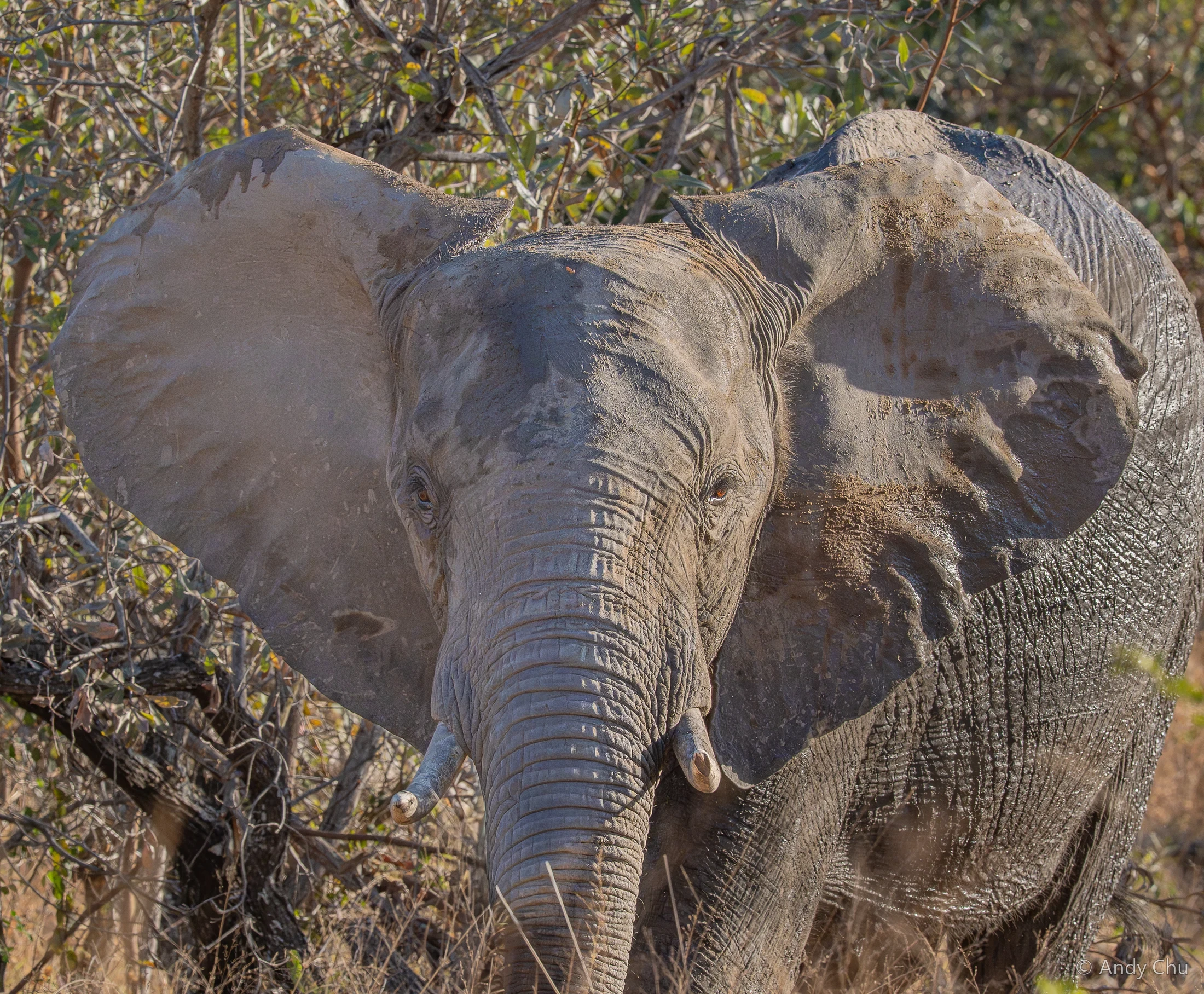 Elephant partly framed by woodland branches