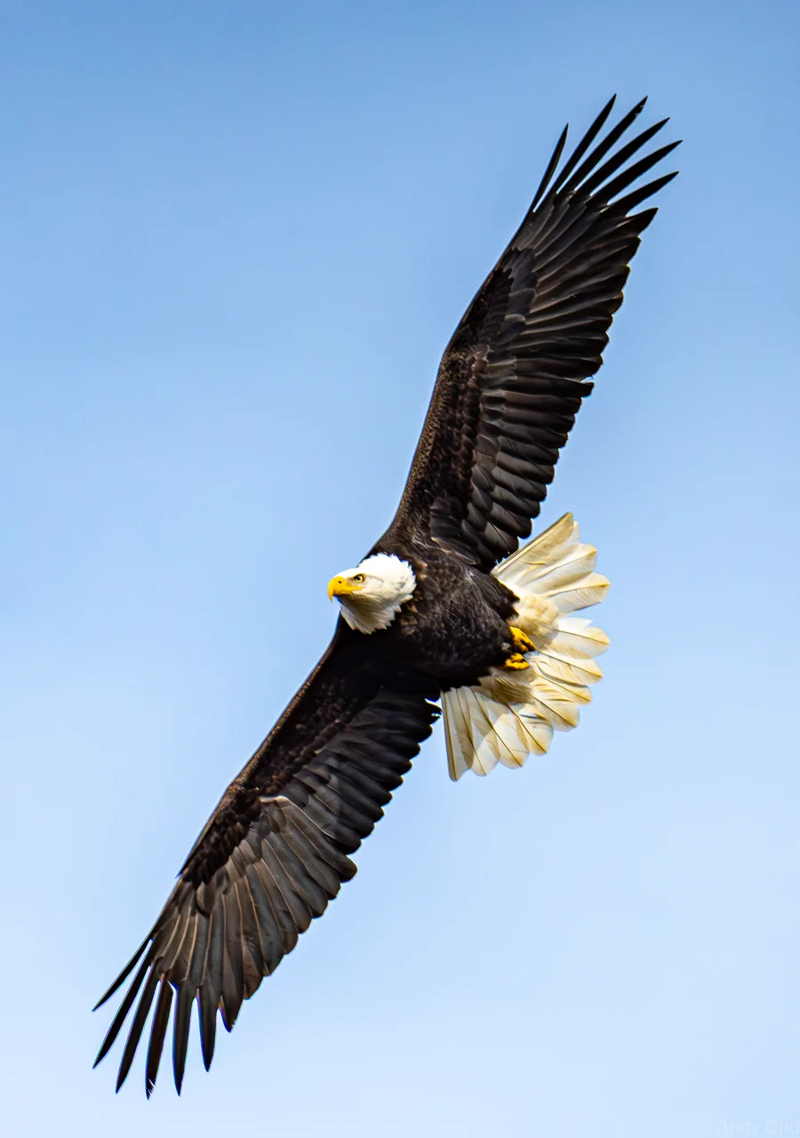 Bald eagle banking with broad wings spread and a fanned white tail against blue sky
