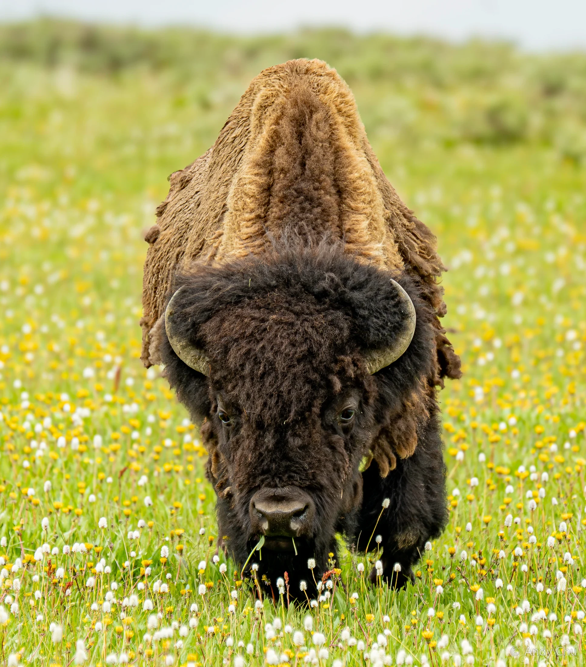 Bison grazing among small wildflowers in a green meadow