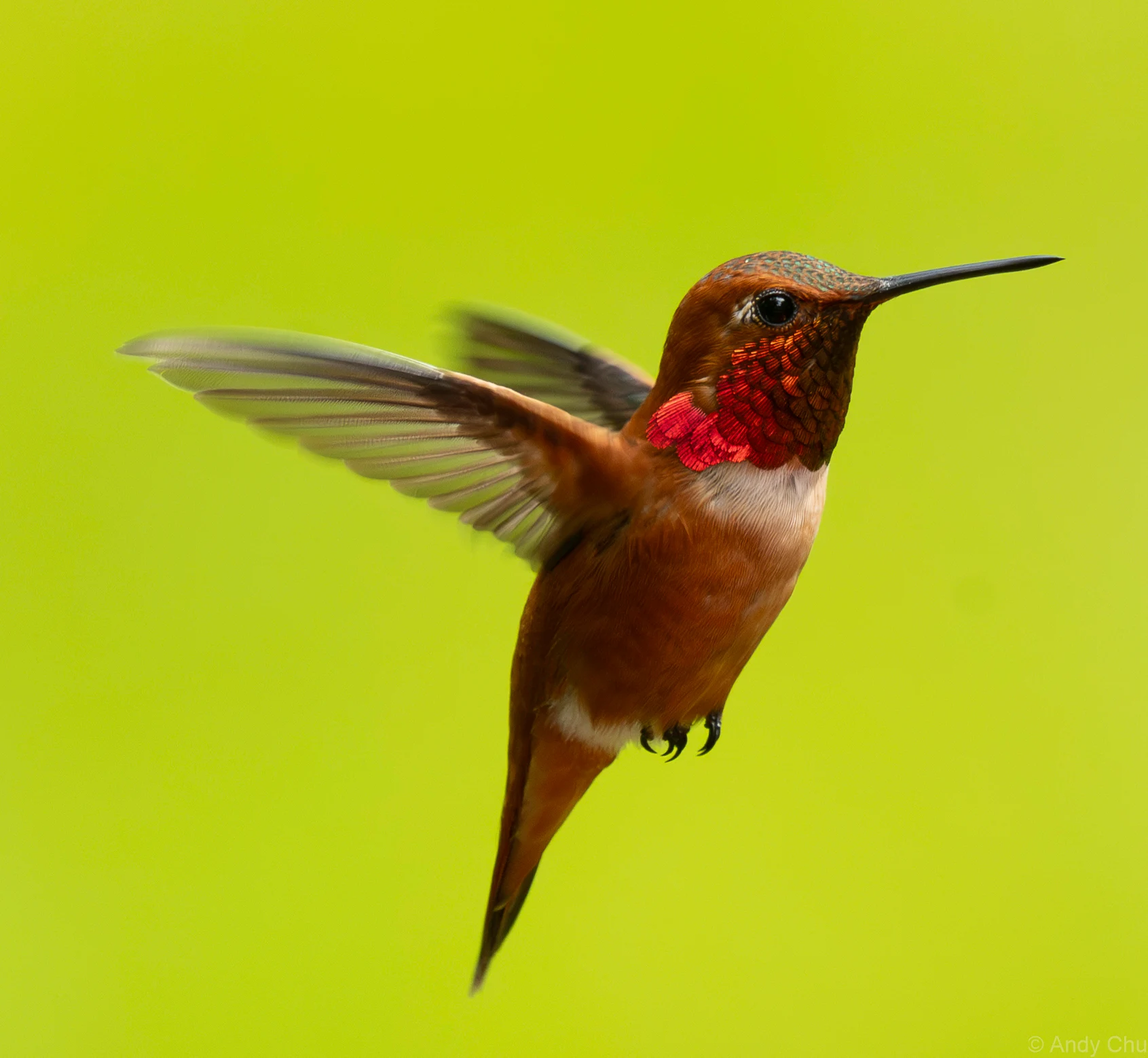 Rufous-coloured hummingbird hovering against a green background