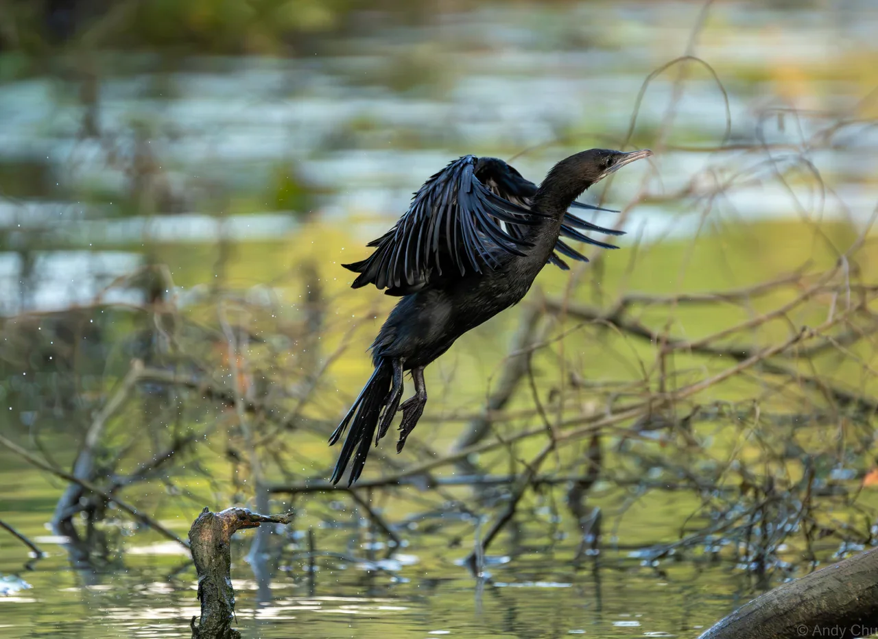 Cormorant lifting from a branch with wings partially spread