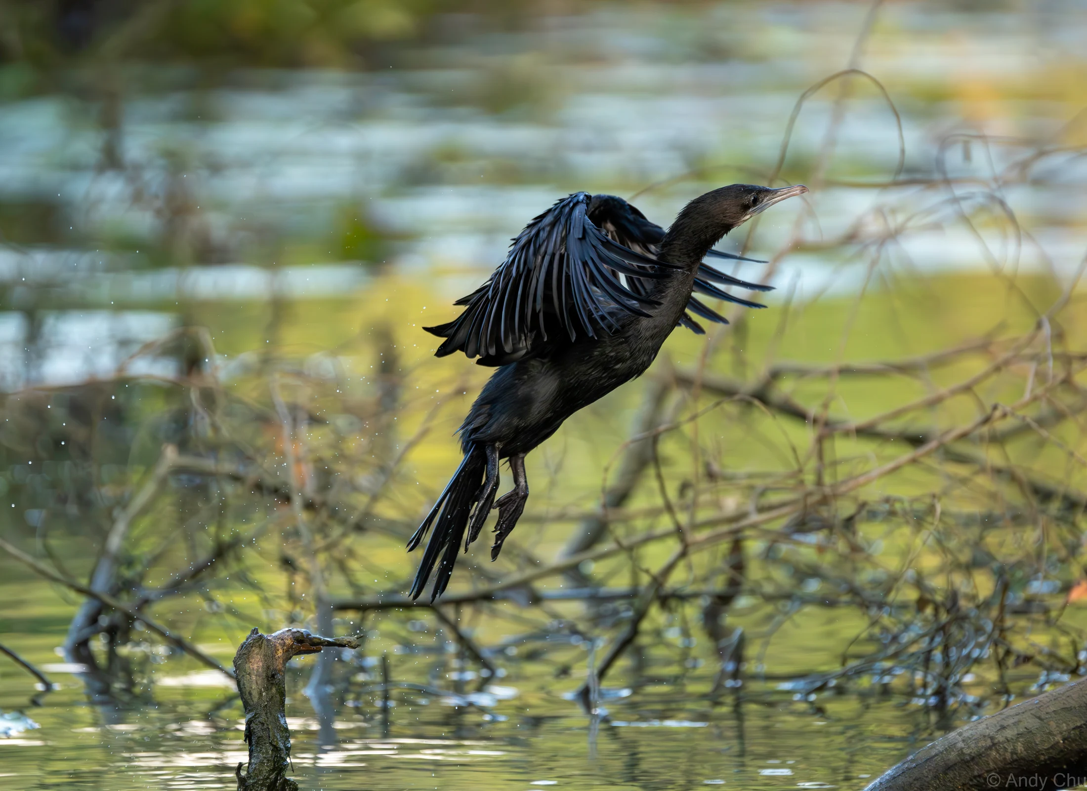 Cormorant lifting from a branch with wings partially spread