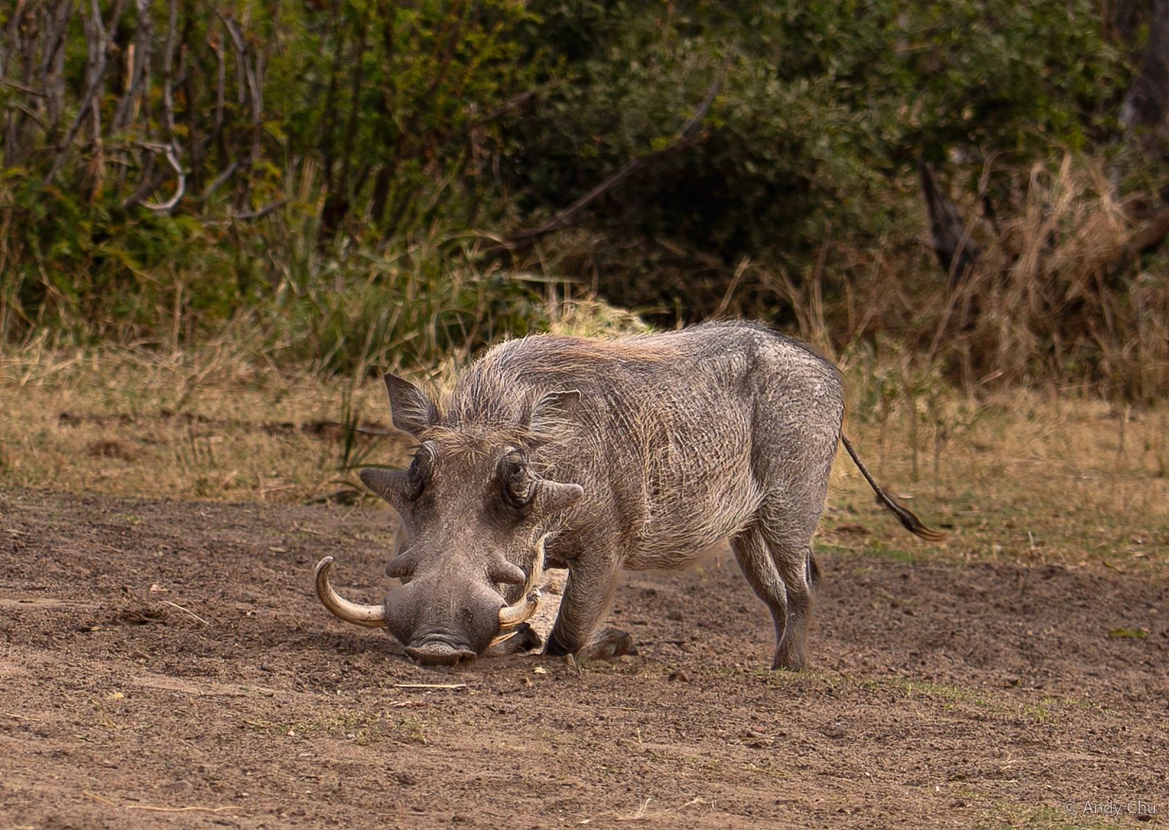 Warthog kneeling as it feeds on the ground