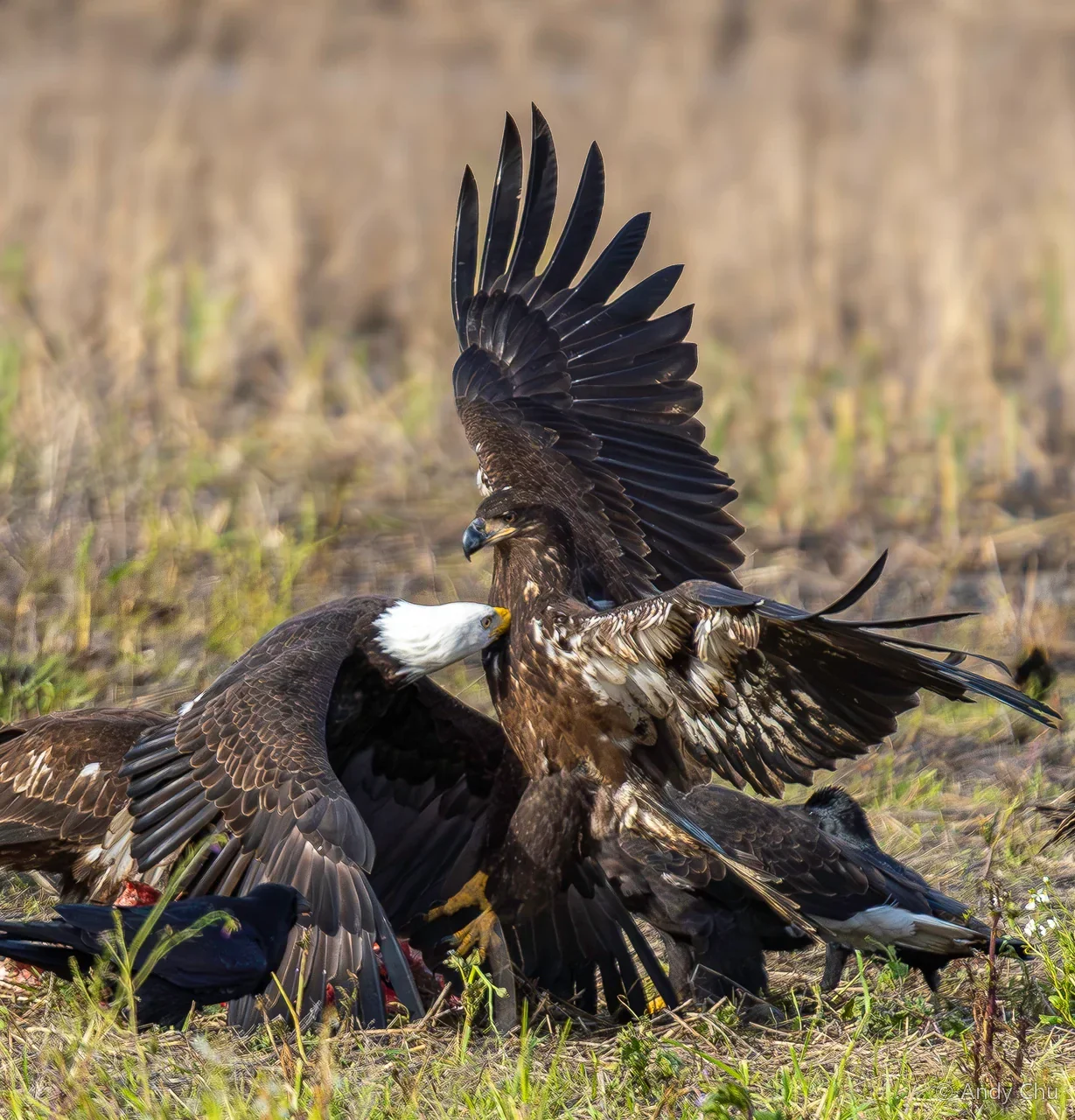 Adult and immature bald eagles gathered closely on the ground, with wings spread and a dark bird nearby