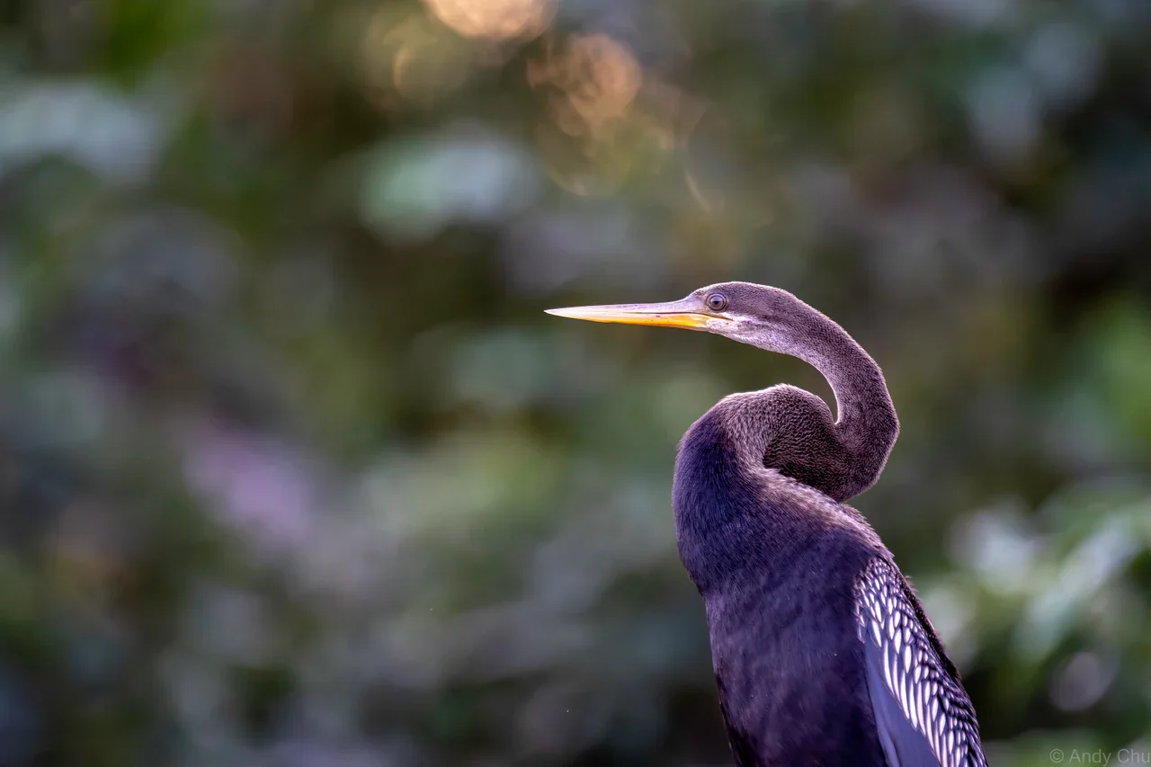 Long-necked waterbird in profile with a pointed beak