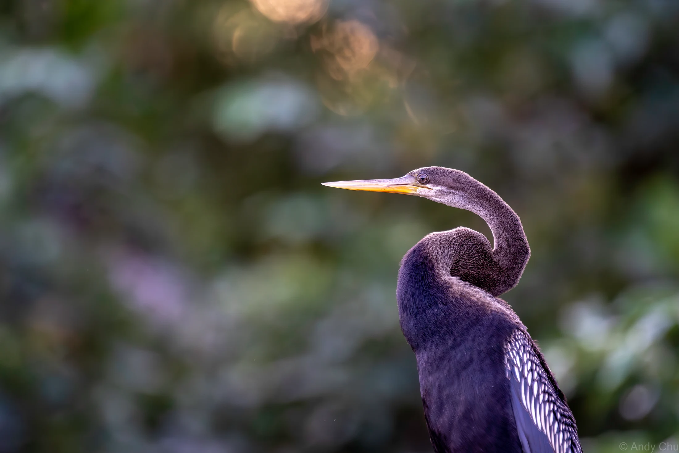 Long-necked waterbird in profile with a pointed beak