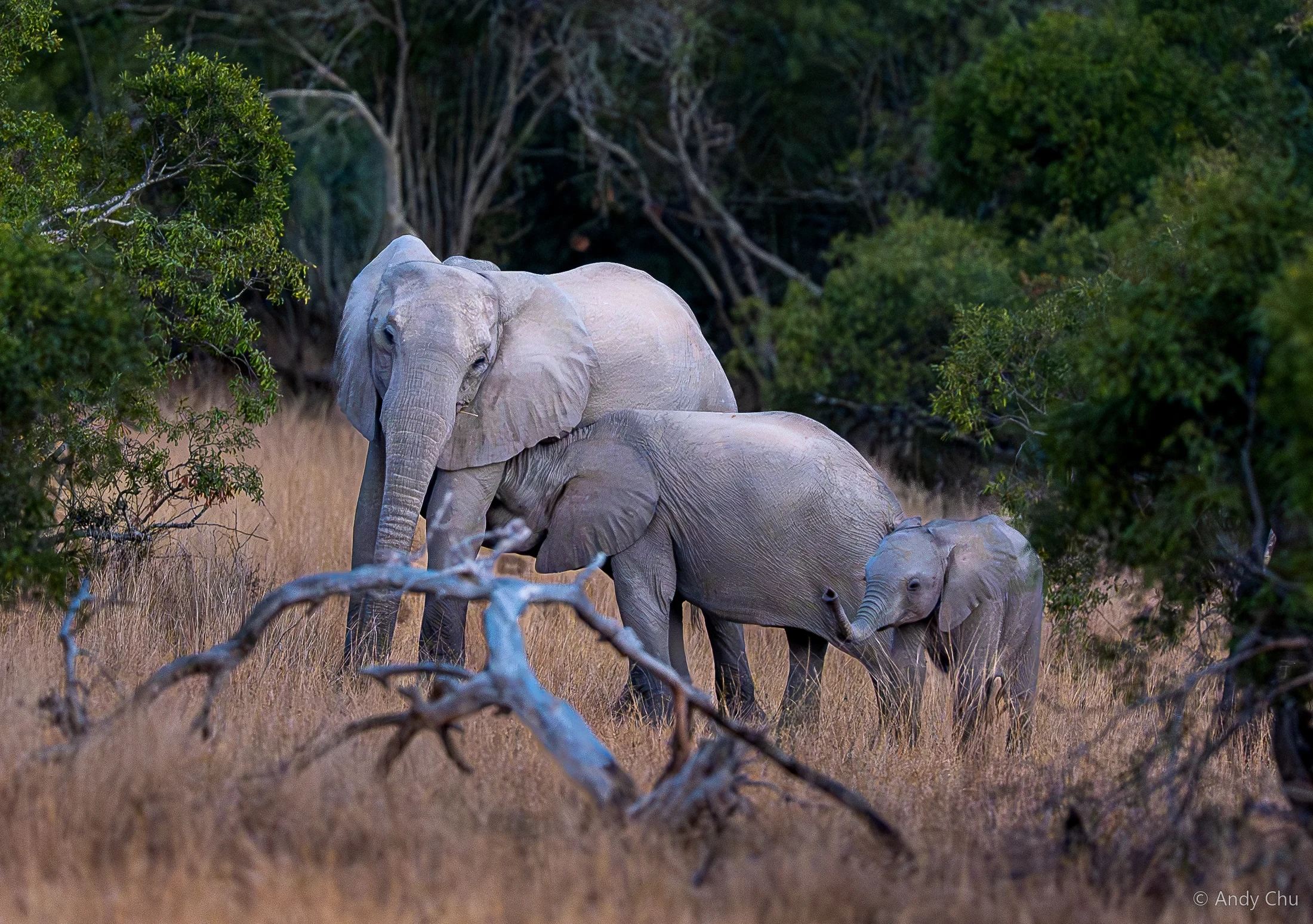 Three elephants standing together at the edge of woodland
