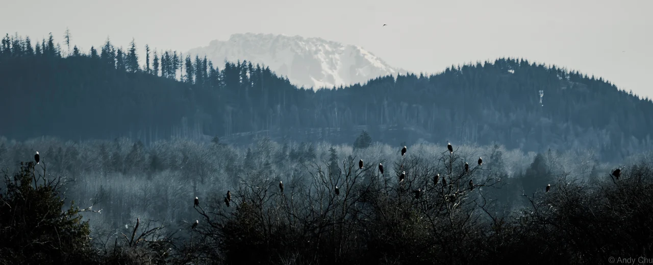 Bald eagles perched across bare treetops beneath forested hills and a distant snow-covered mountain
