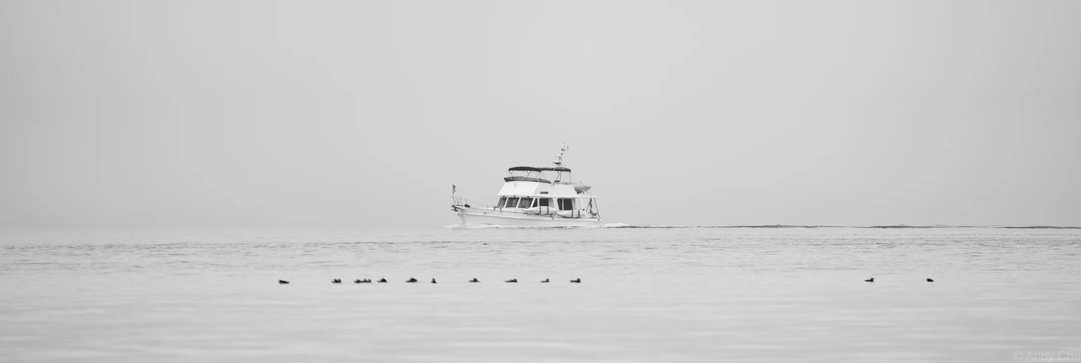 Black-and-white boat travelling through mist with birds floating in the foreground