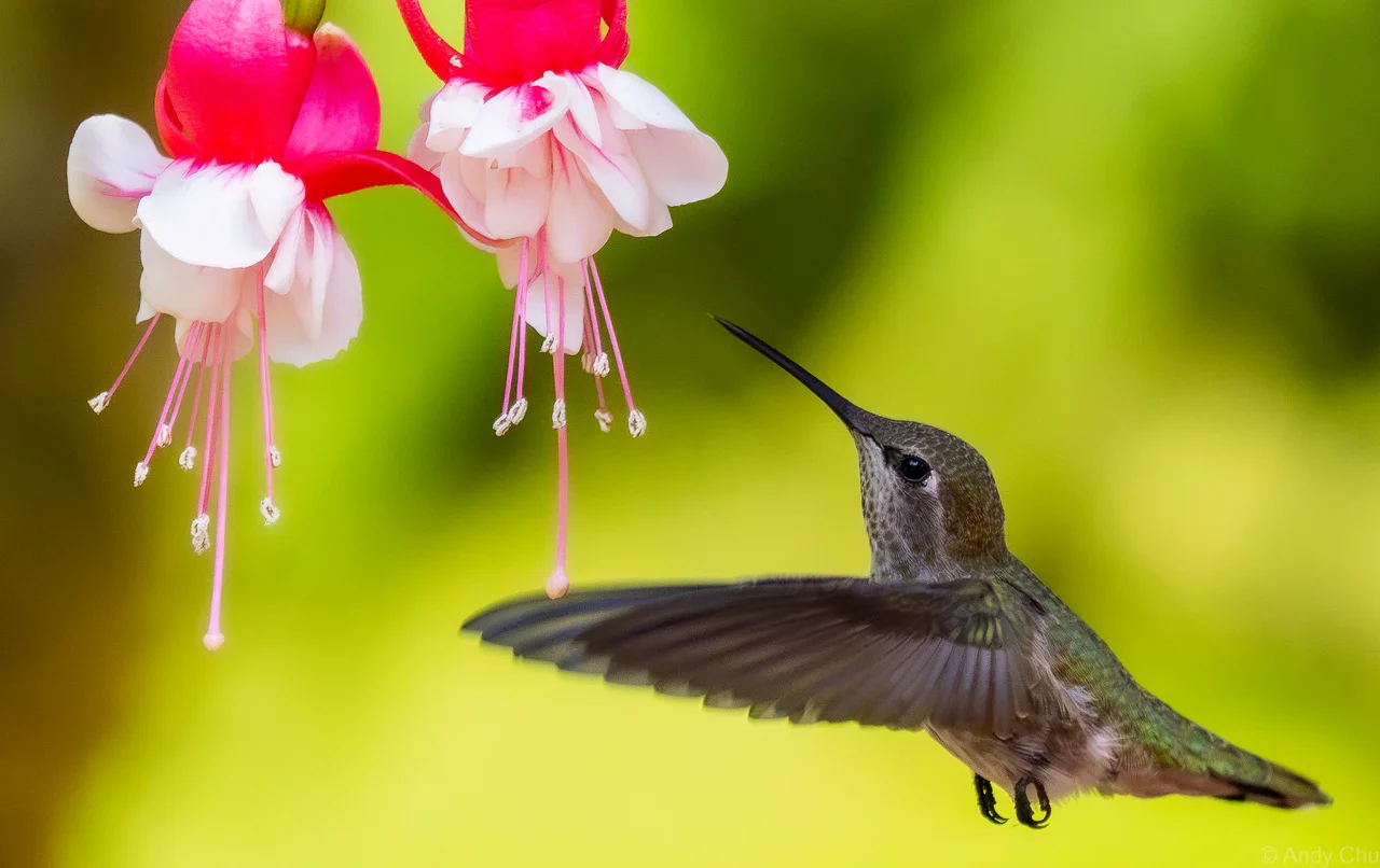 Hummingbird hovering beside pink and white fuchsia flowers