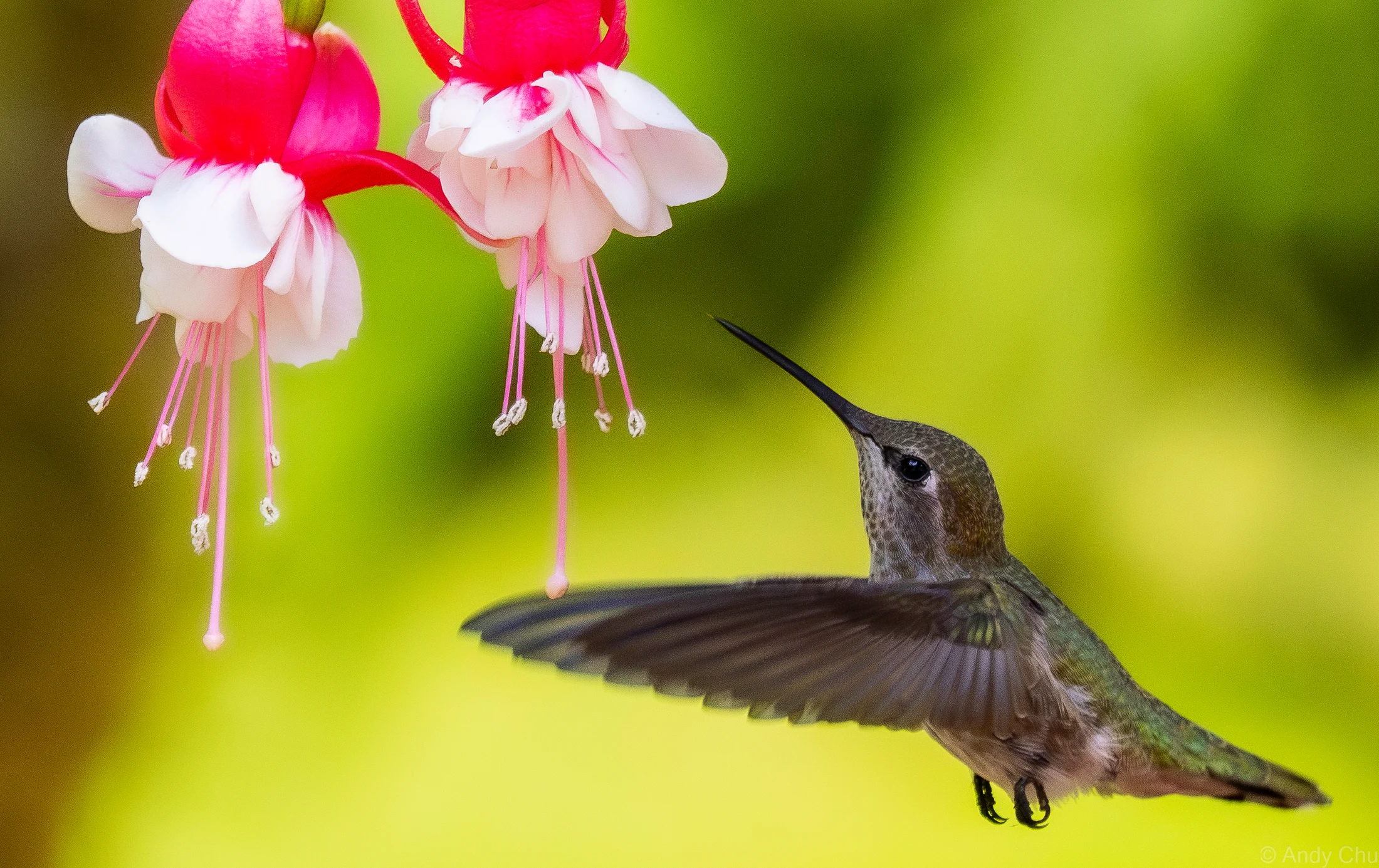 Hummingbird hovering beside pink and white fuchsia flowers