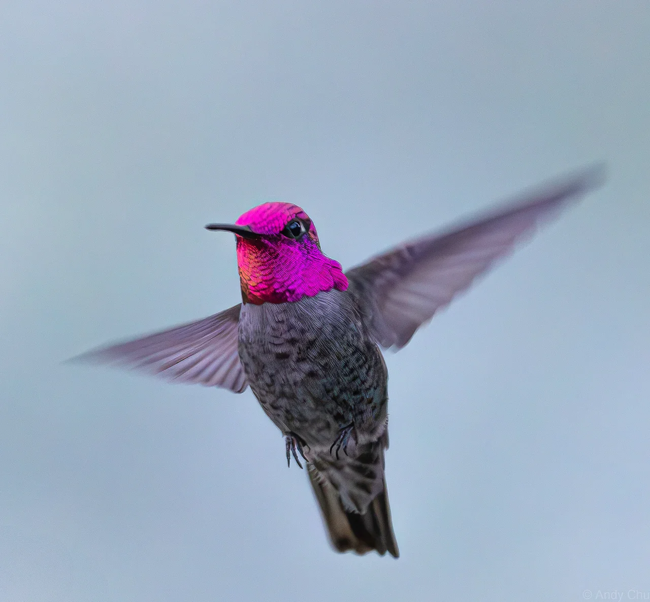 Anna’s hummingbird hovering with a vivid magenta crown and throat against a pale blue background