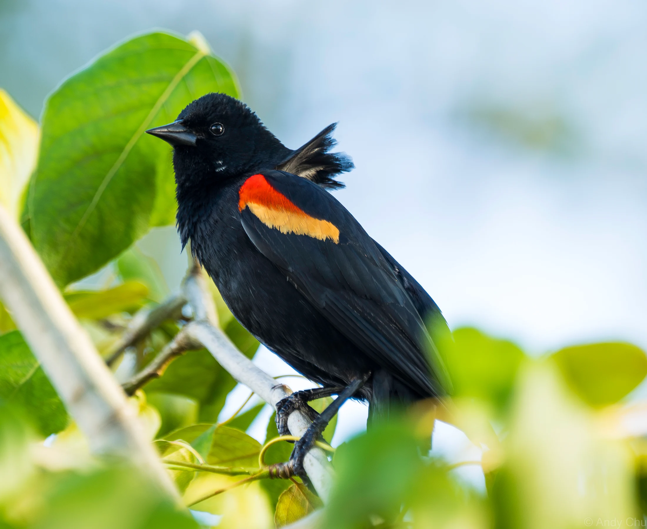 Black bird with red and yellow shoulder feathers perched among leaves