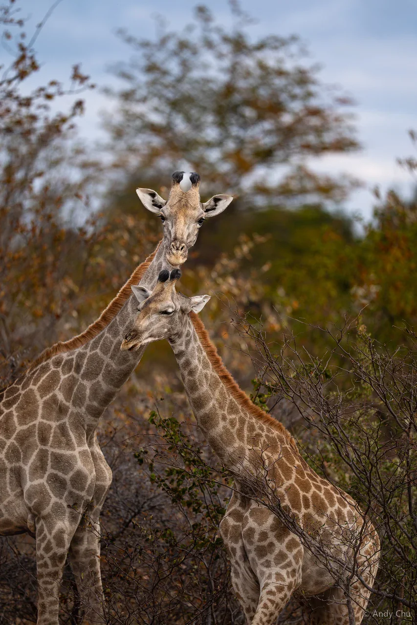 Two giraffes standing together in scrubland