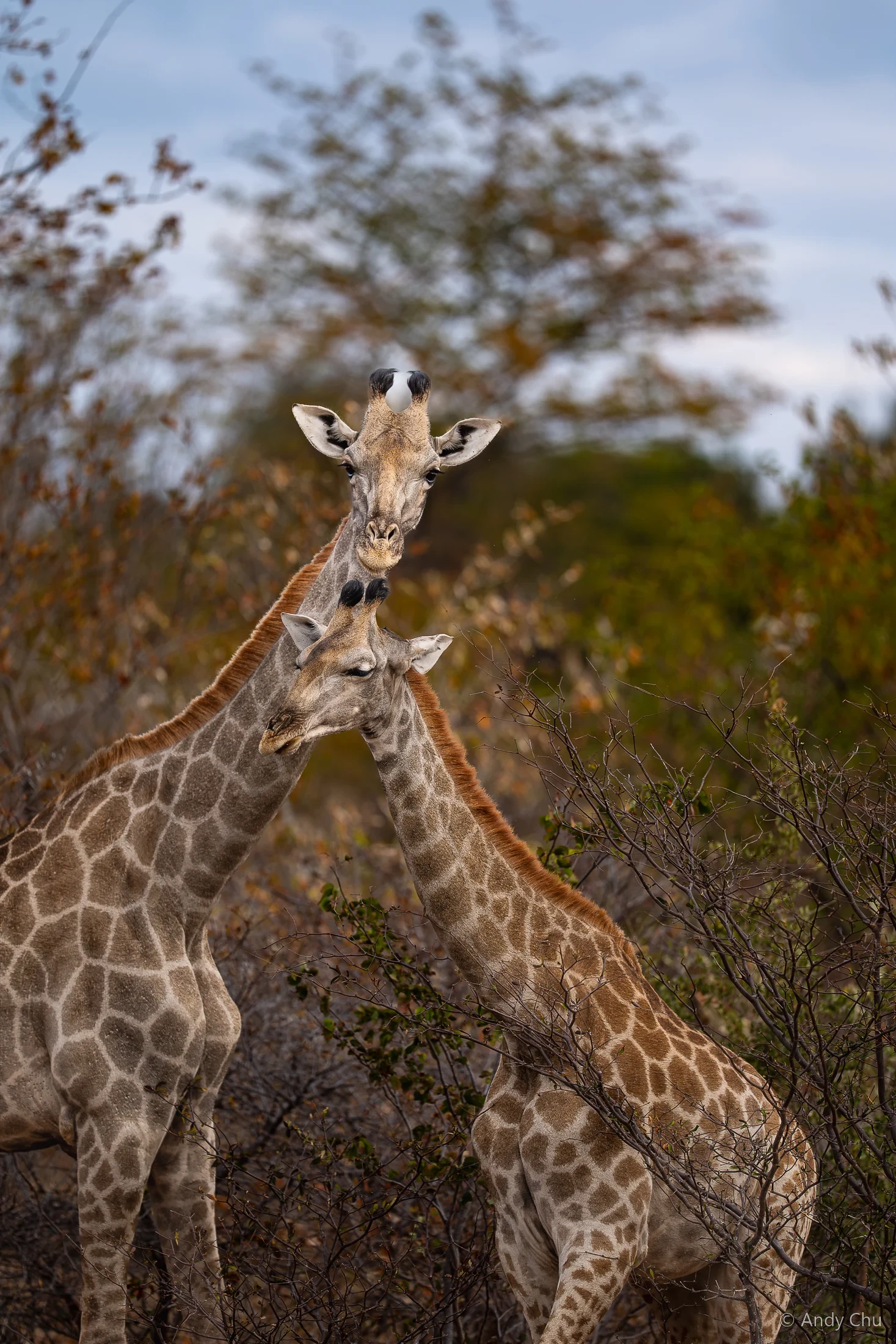 Two giraffes standing together in scrubland