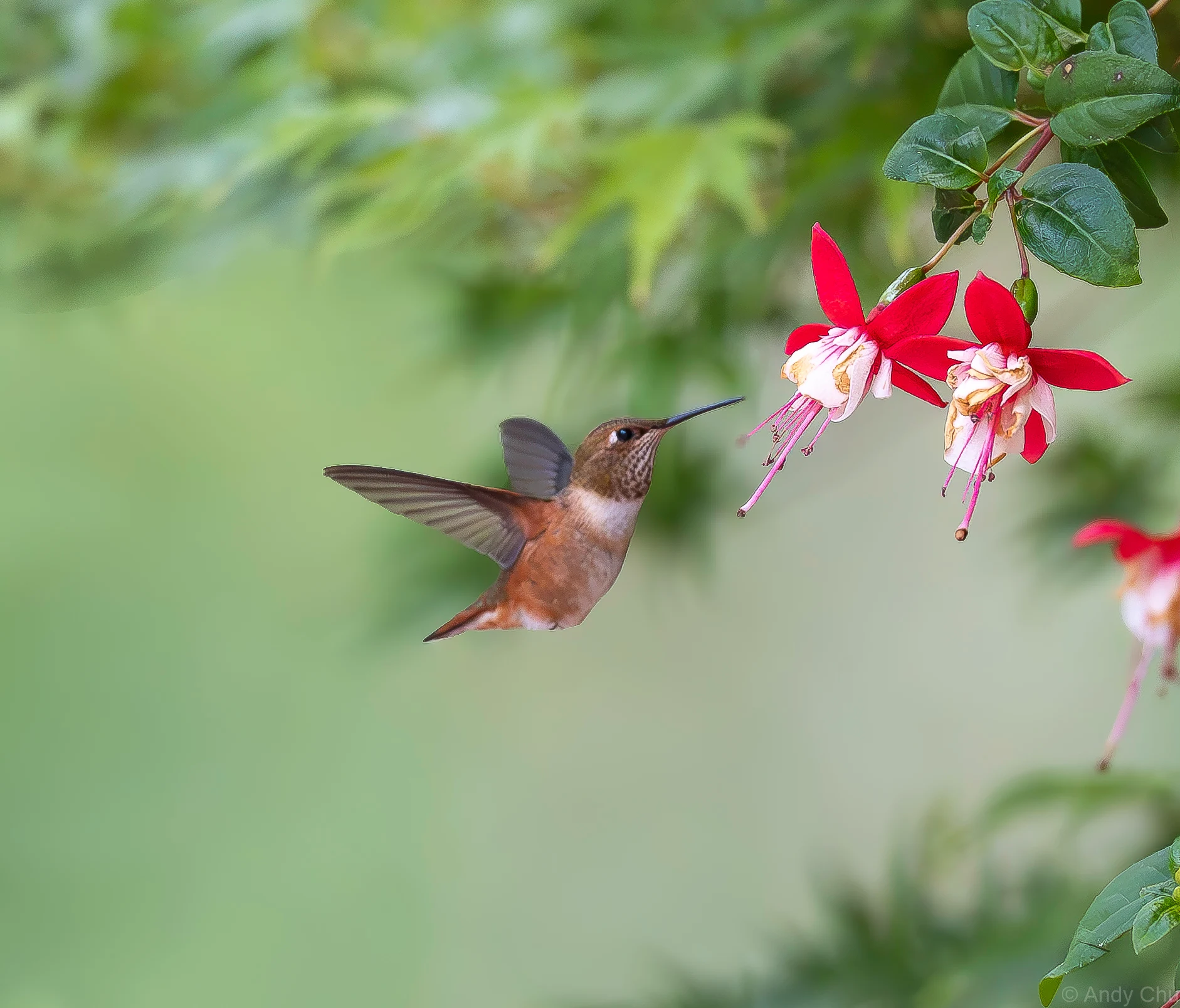 Hummingbird hovering beside pink and white fuchsia flowers