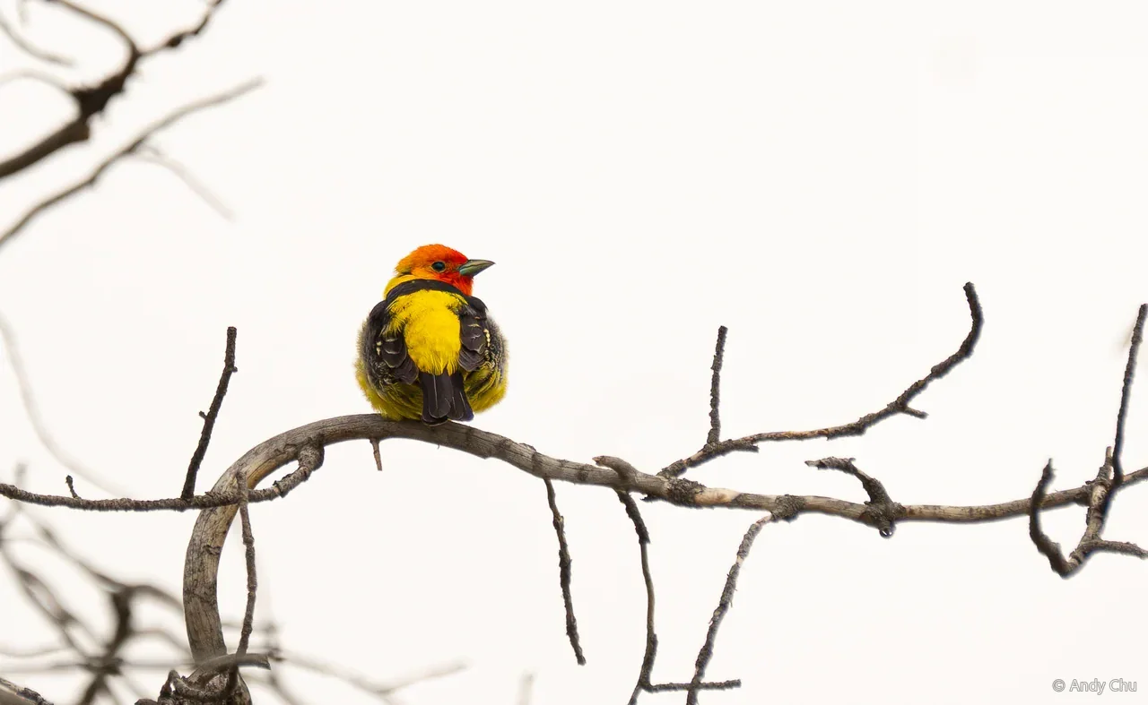 Yellow and black bird with an orange-red head perched on a bare branch