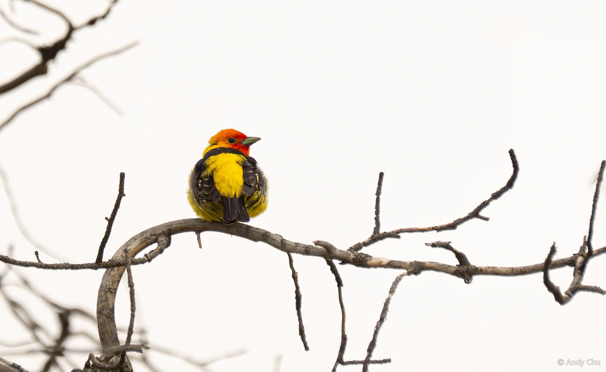 Yellow and black bird with an orange-red head perched on a bare branch