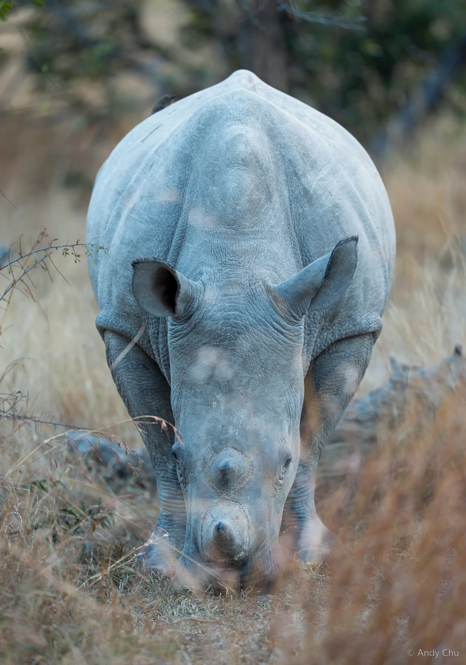 Rhinoceros walking through tall dry grass