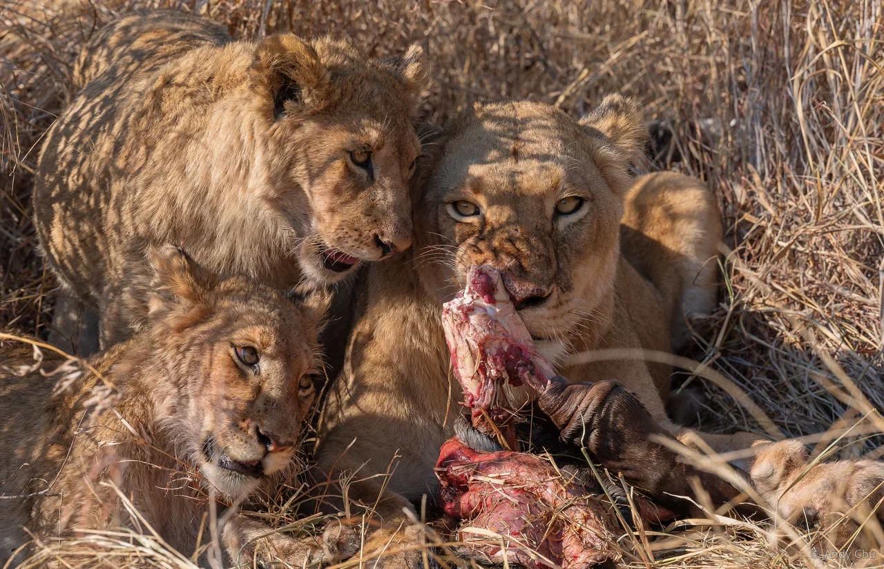 Young lions feeding together in dry grass