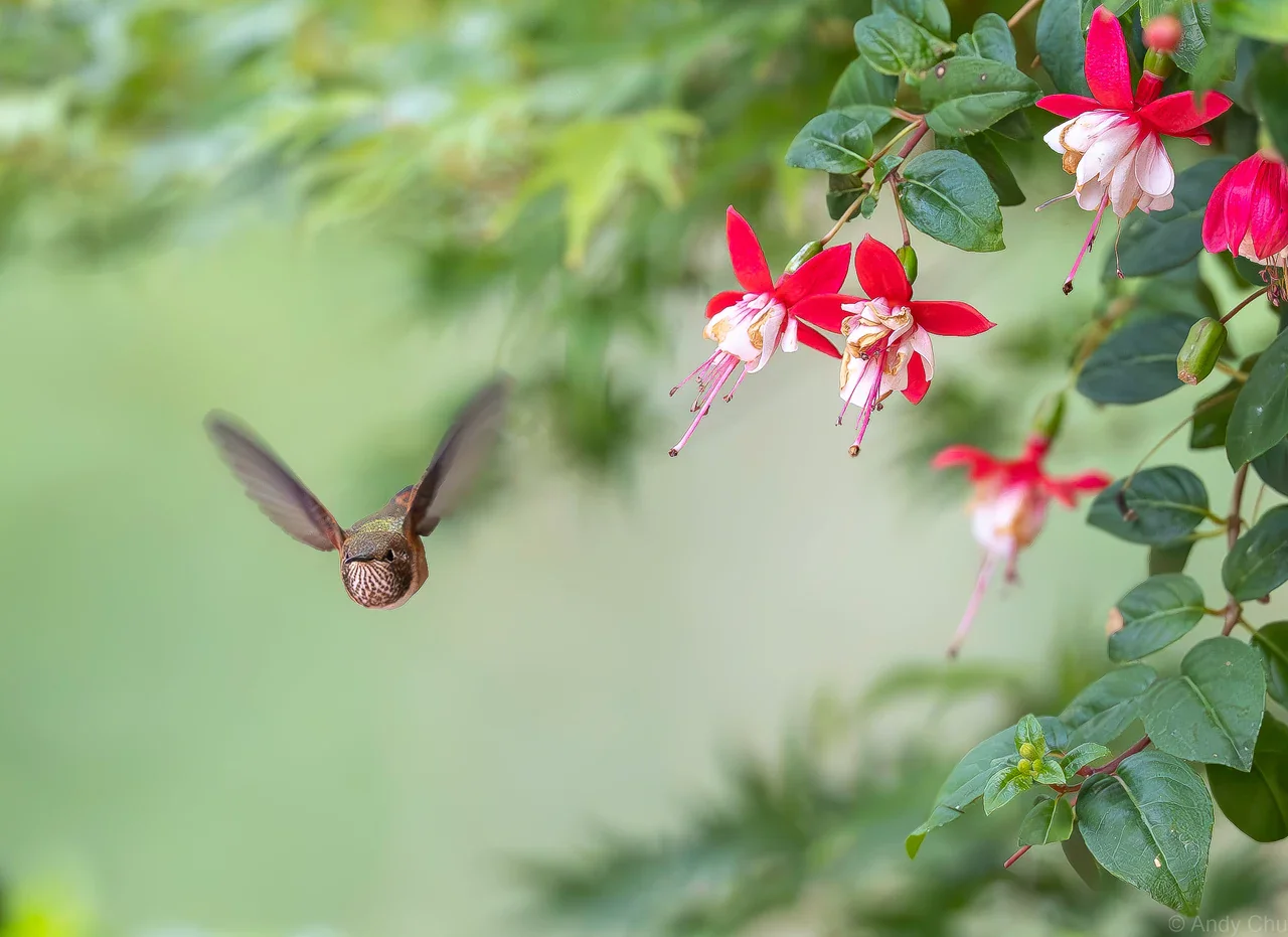 Hummingbird turning in the air beside fuchsia blossoms