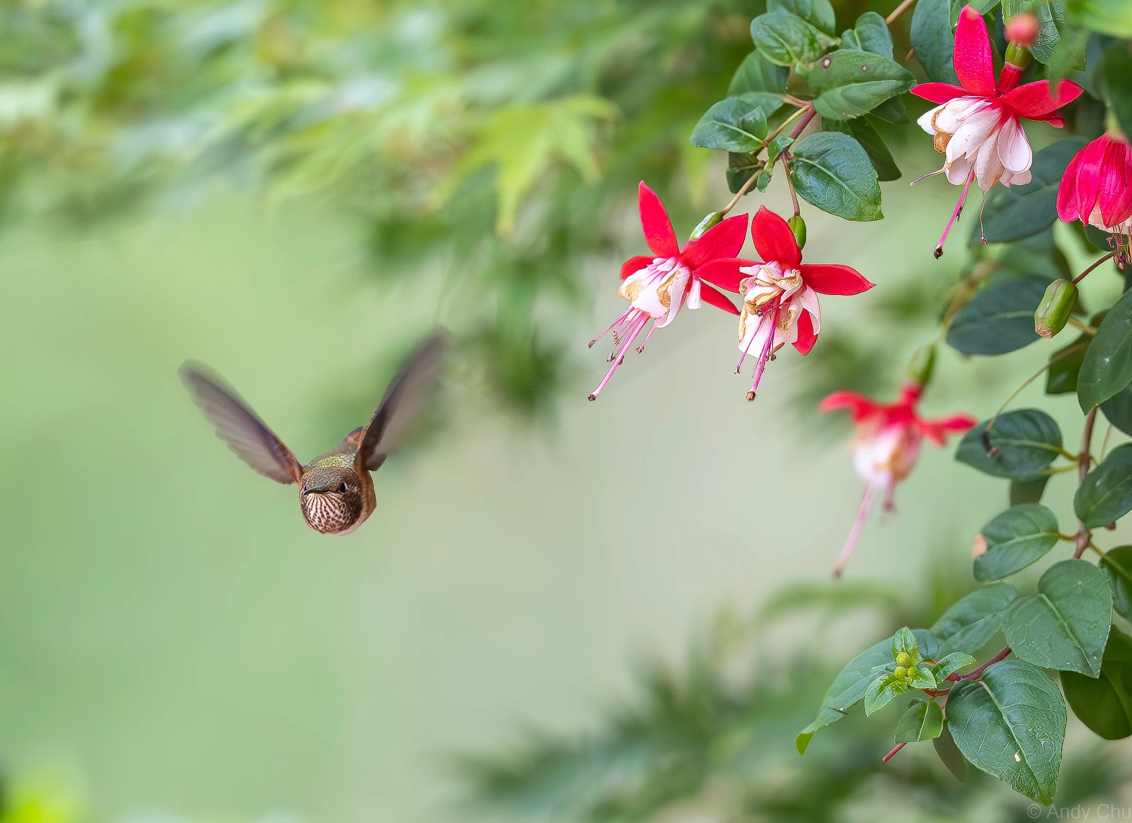 Hummingbird turning in the air beside fuchsia blossoms