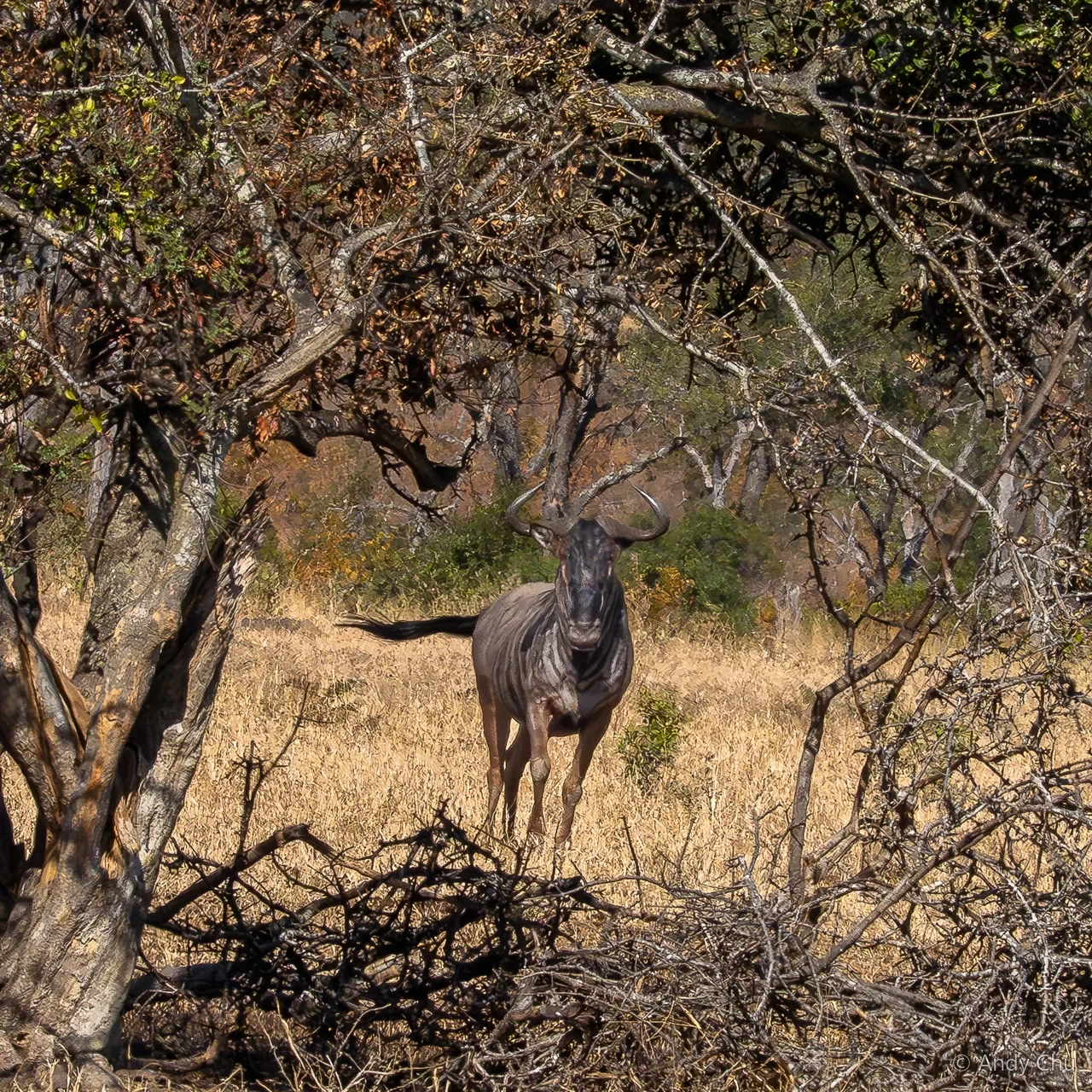 Wildebeest framed by woodland branches