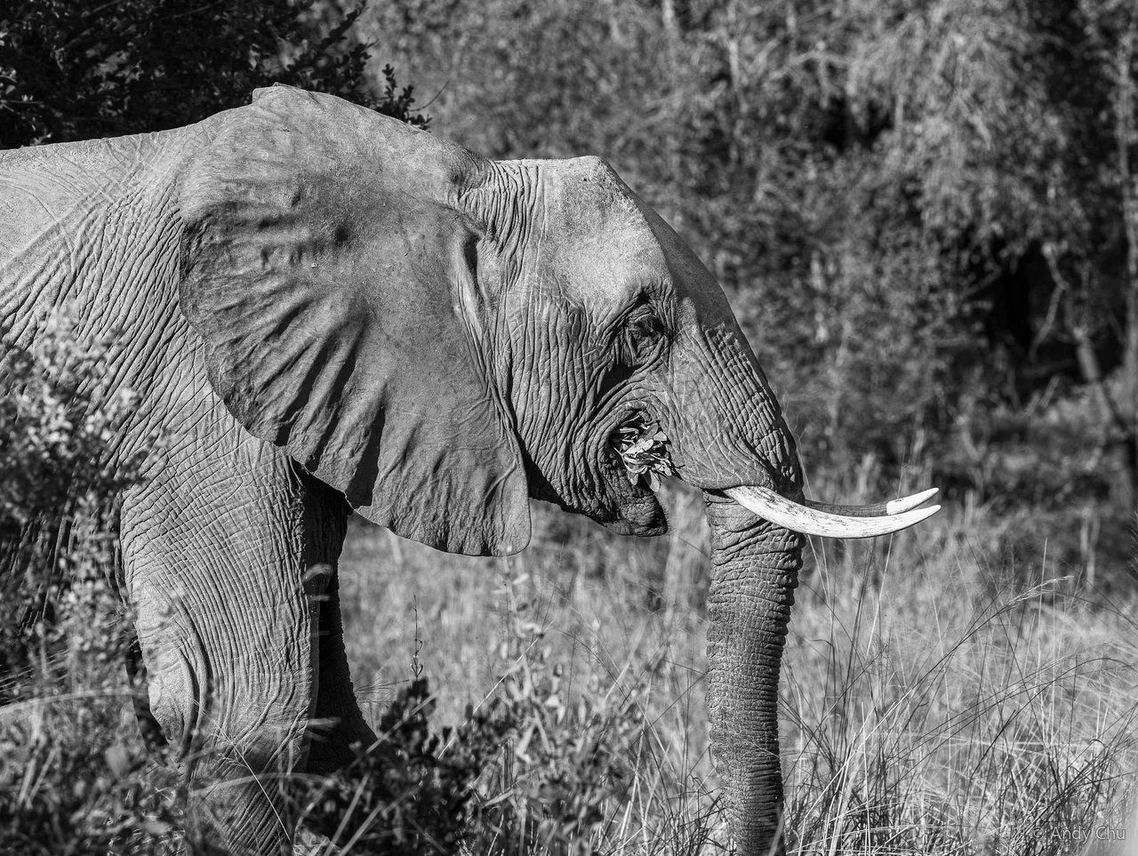 Black-and-white side view of an elephant carrying leaves