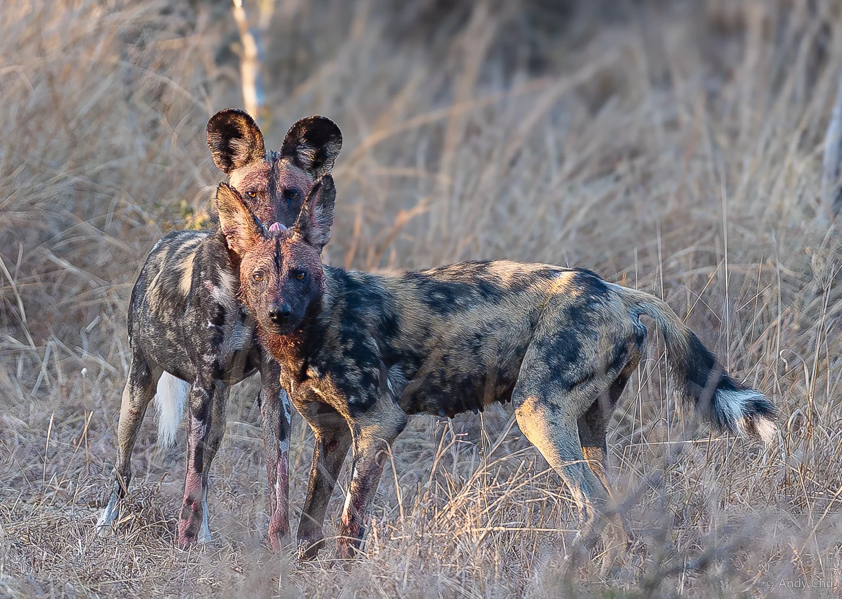 African wild dogs standing close together in dry grass
