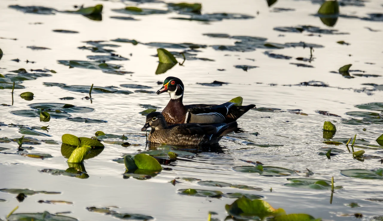 Two wood ducks swimming among lily pads