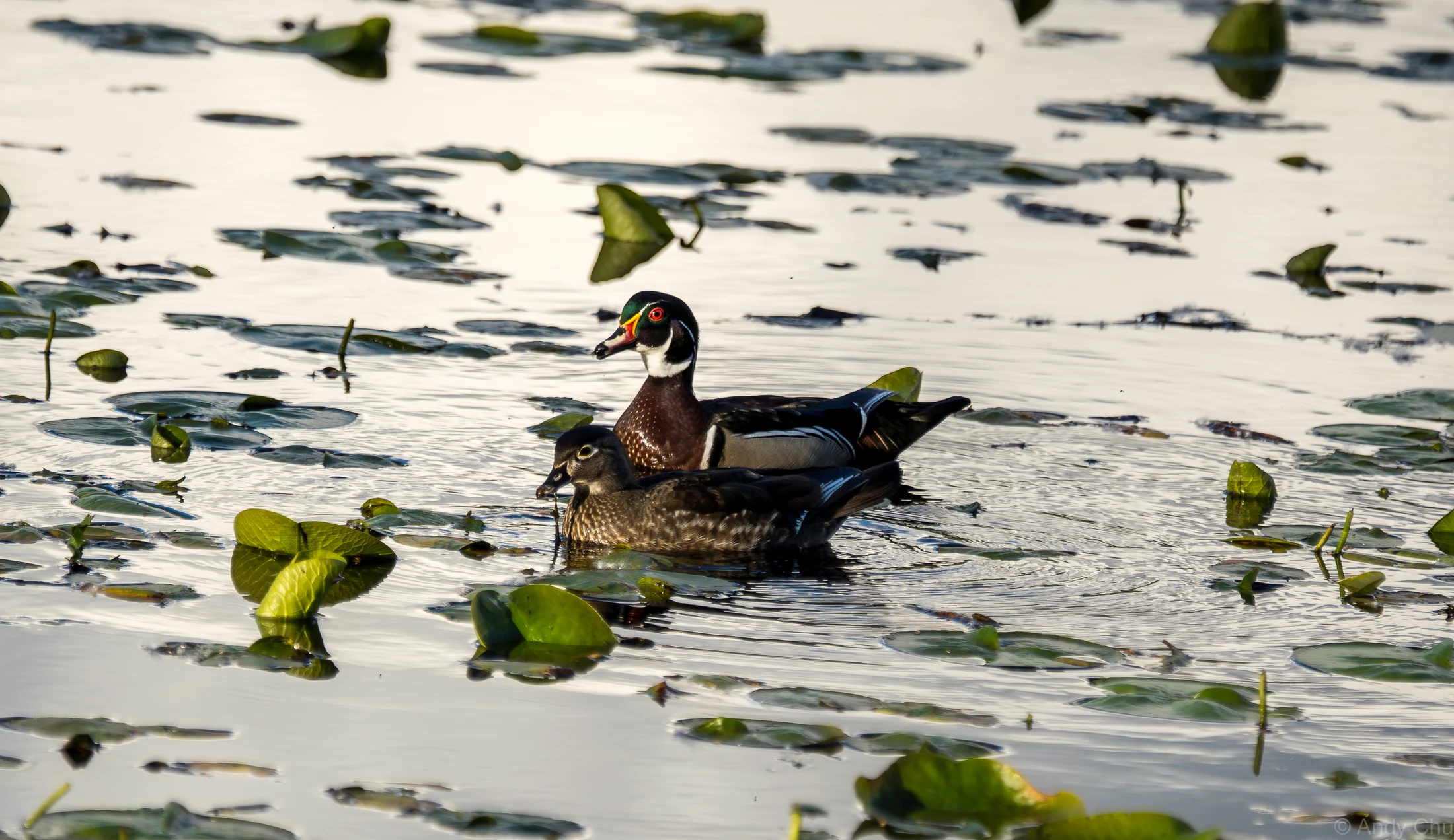 Two wood ducks swimming among lily pads