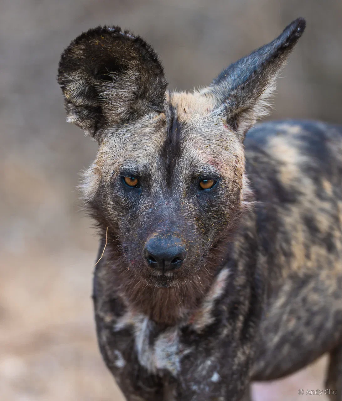 Portrait of an African wild dog