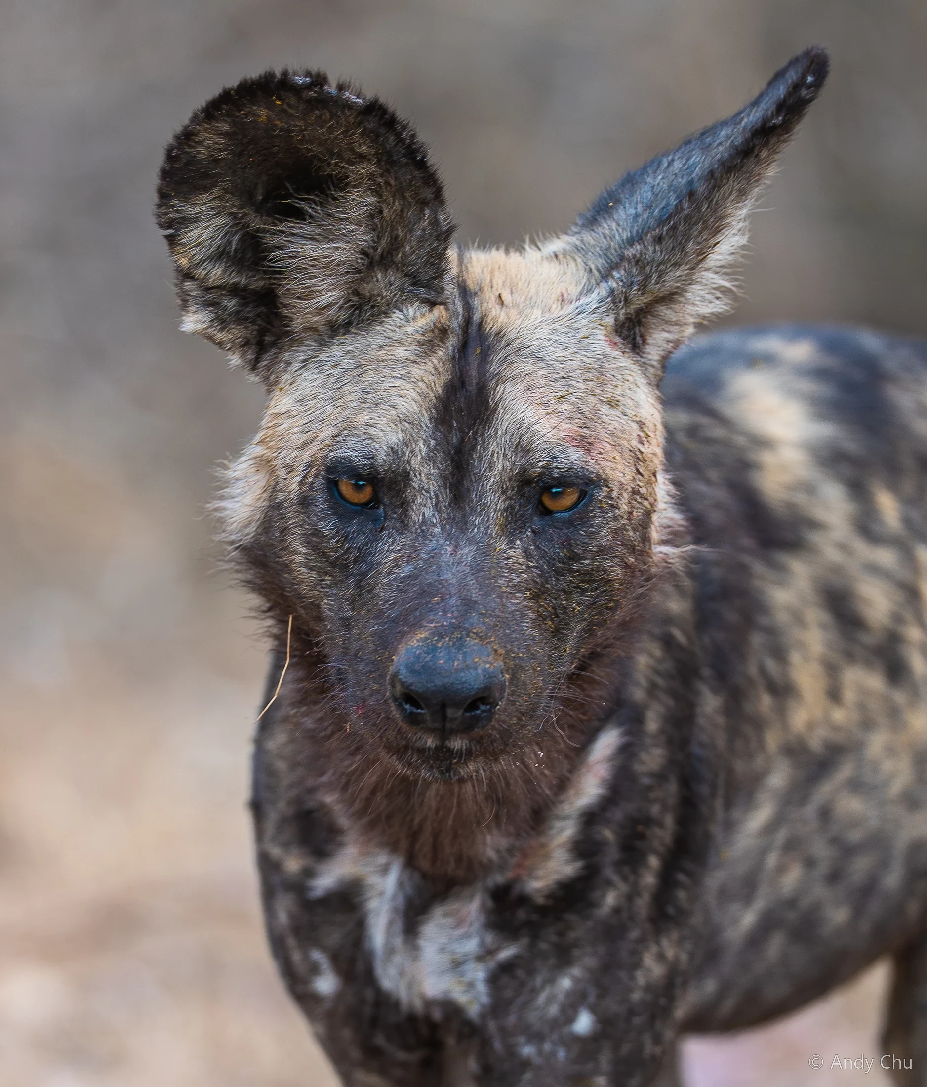 Portrait of an African wild dog