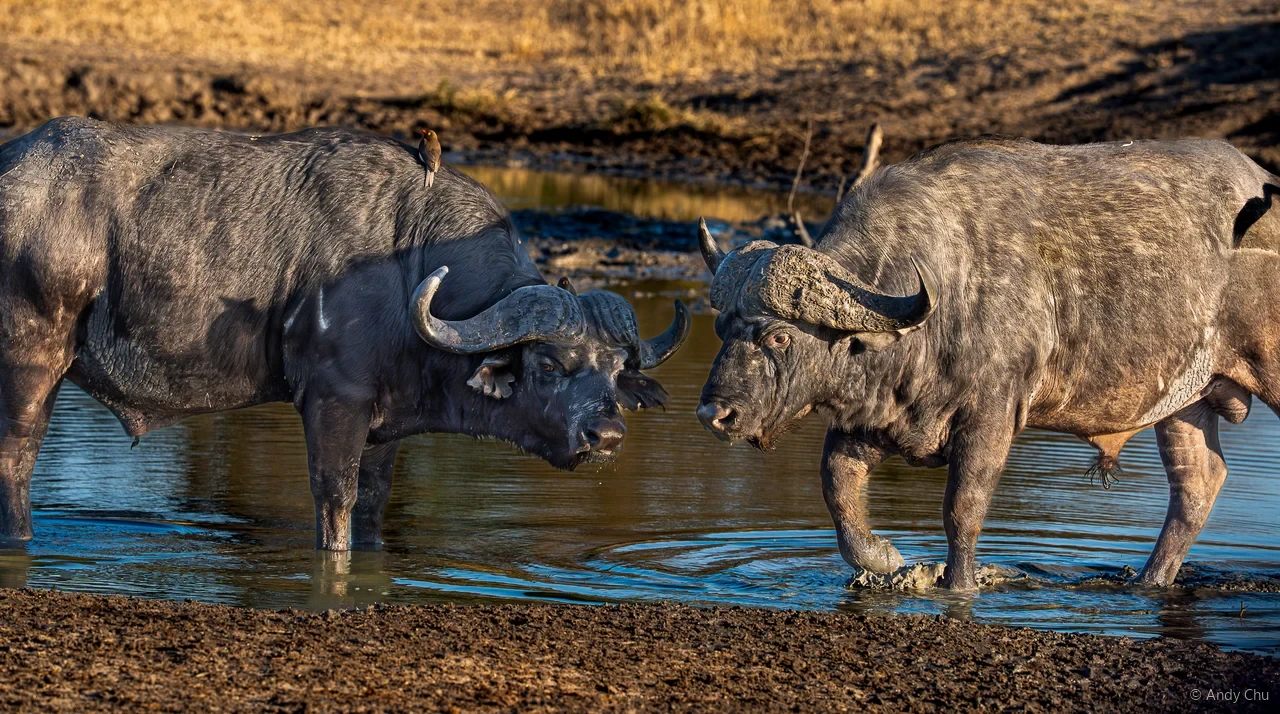 Two buffalo standing together in a waterhole
