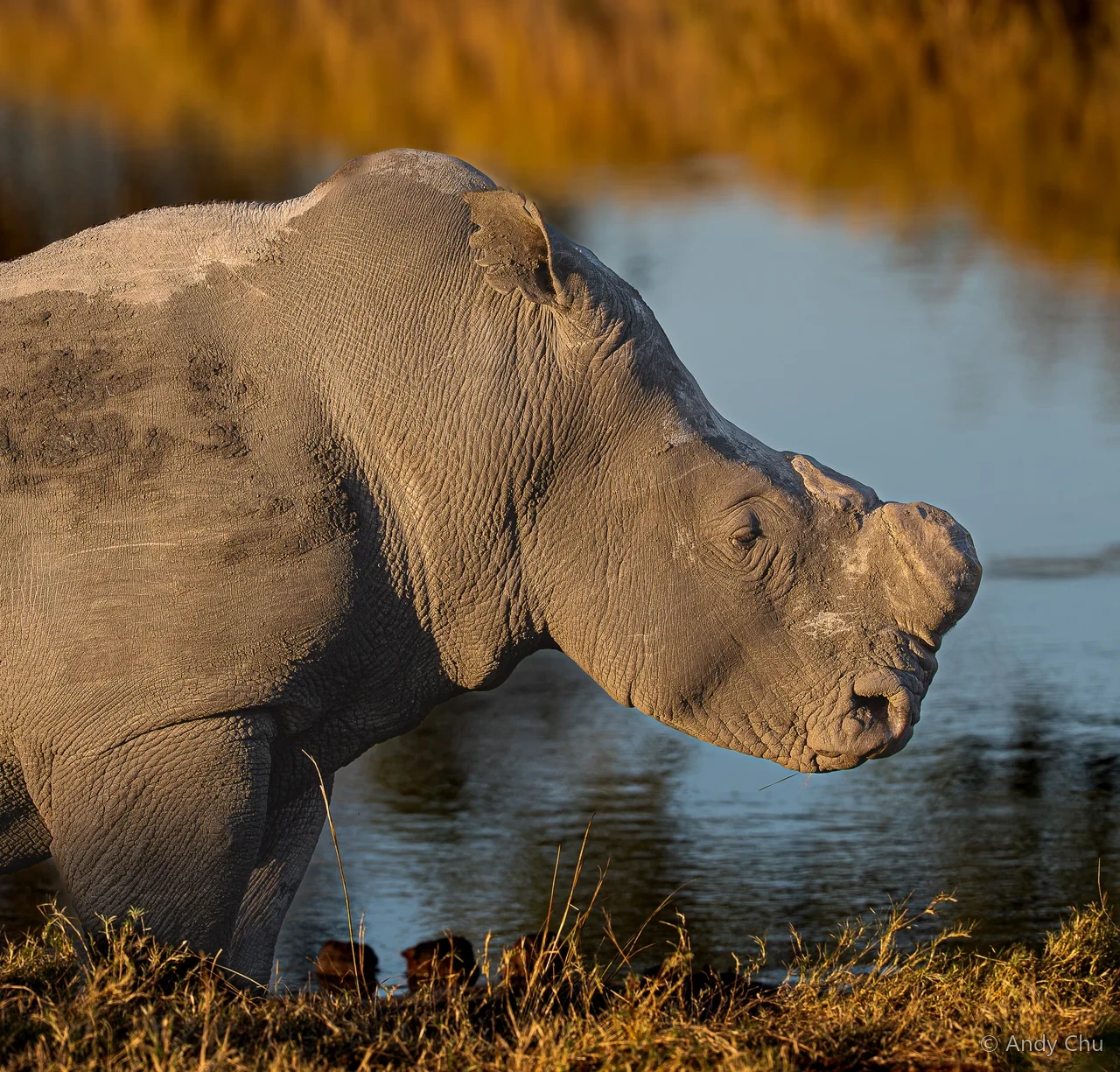 Hippopotamus in warm evening light beside water
