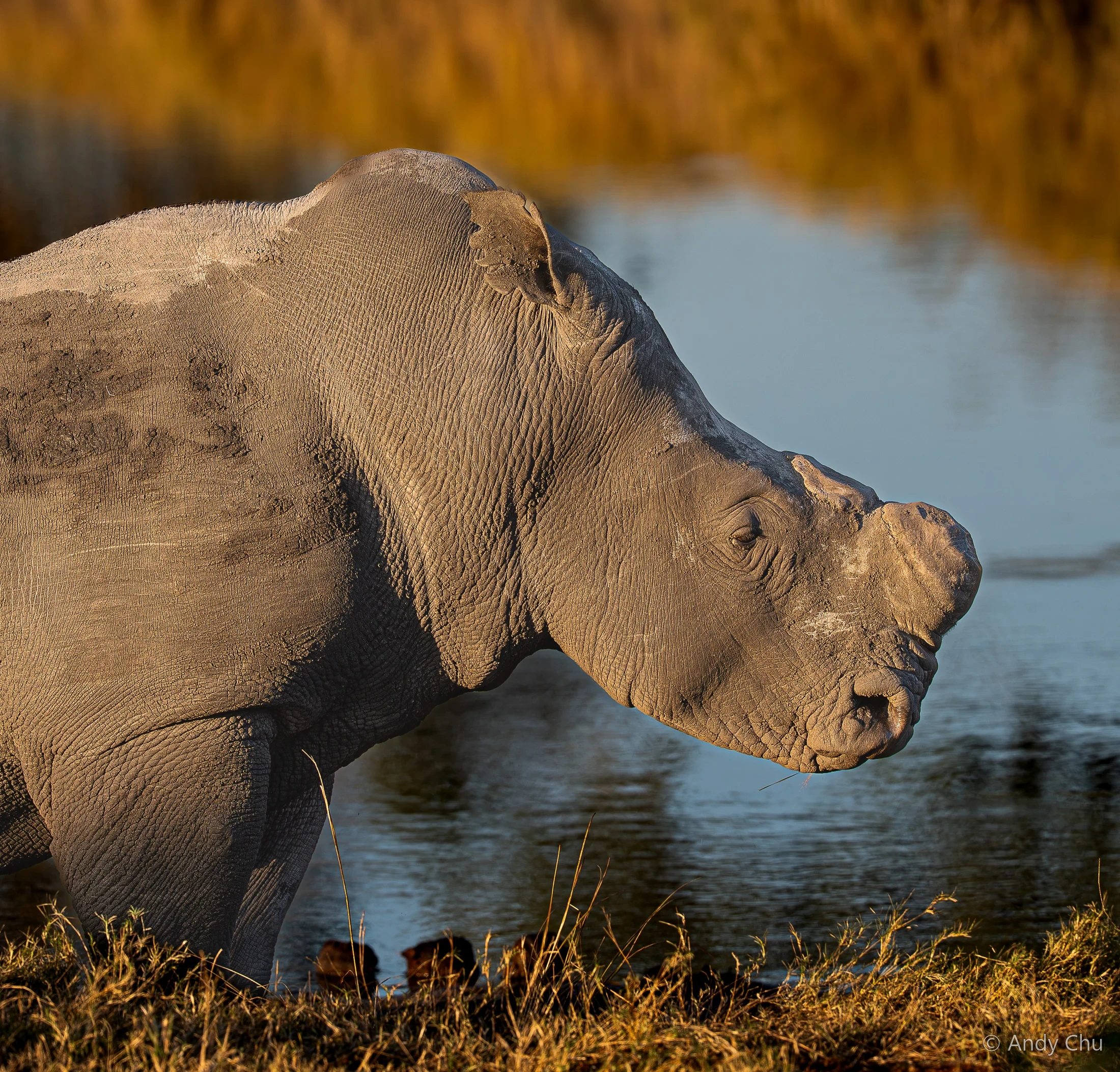 Hippopotamus in warm evening light beside water