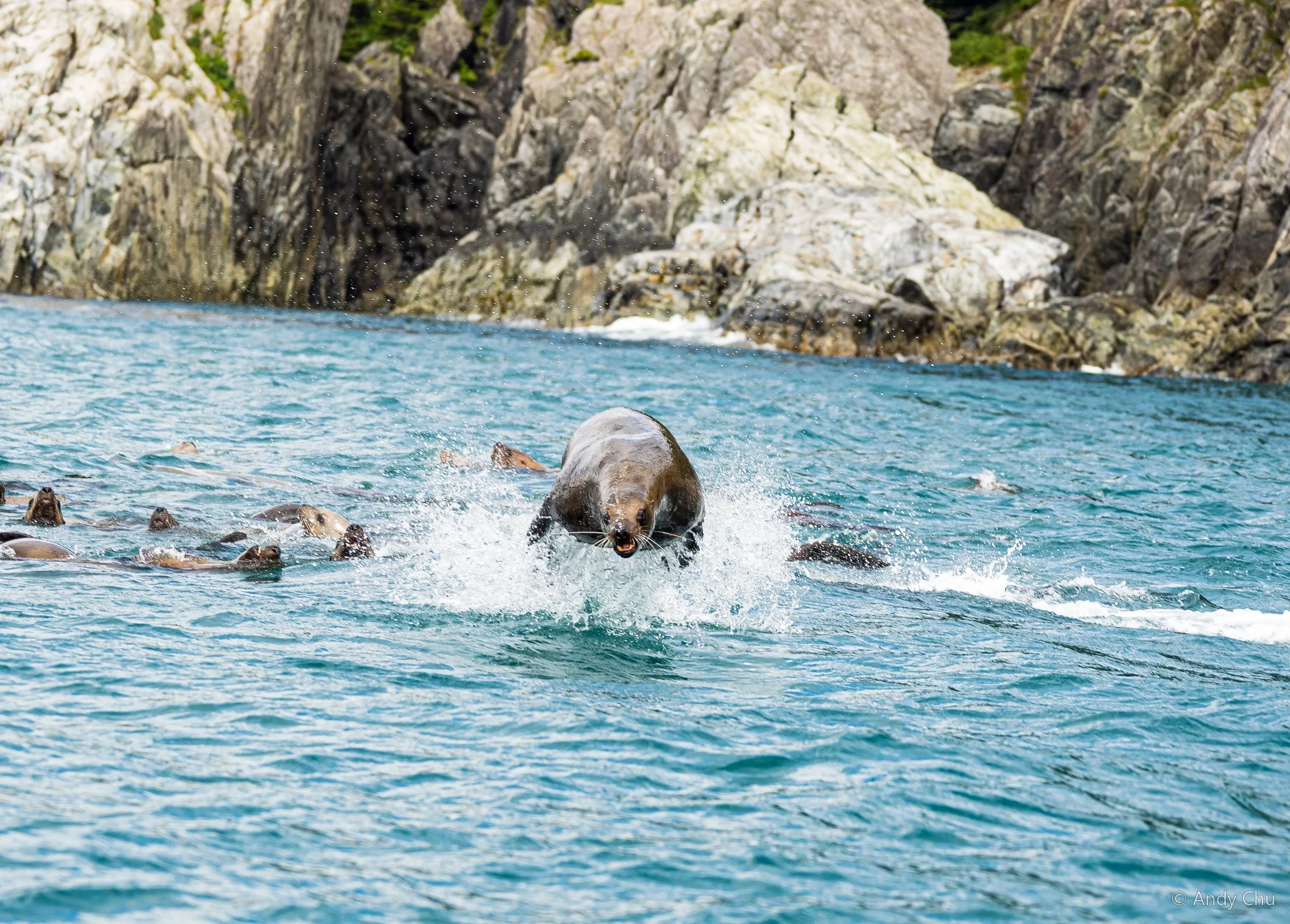 Sea lion leaping from turquoise water near a rocky shore