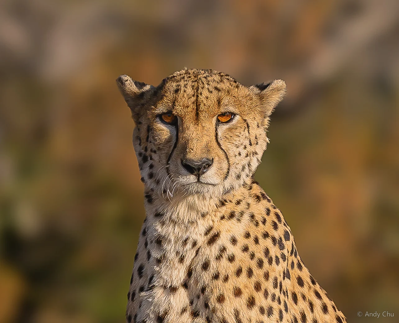 Close portrait of a cheetah in warm light